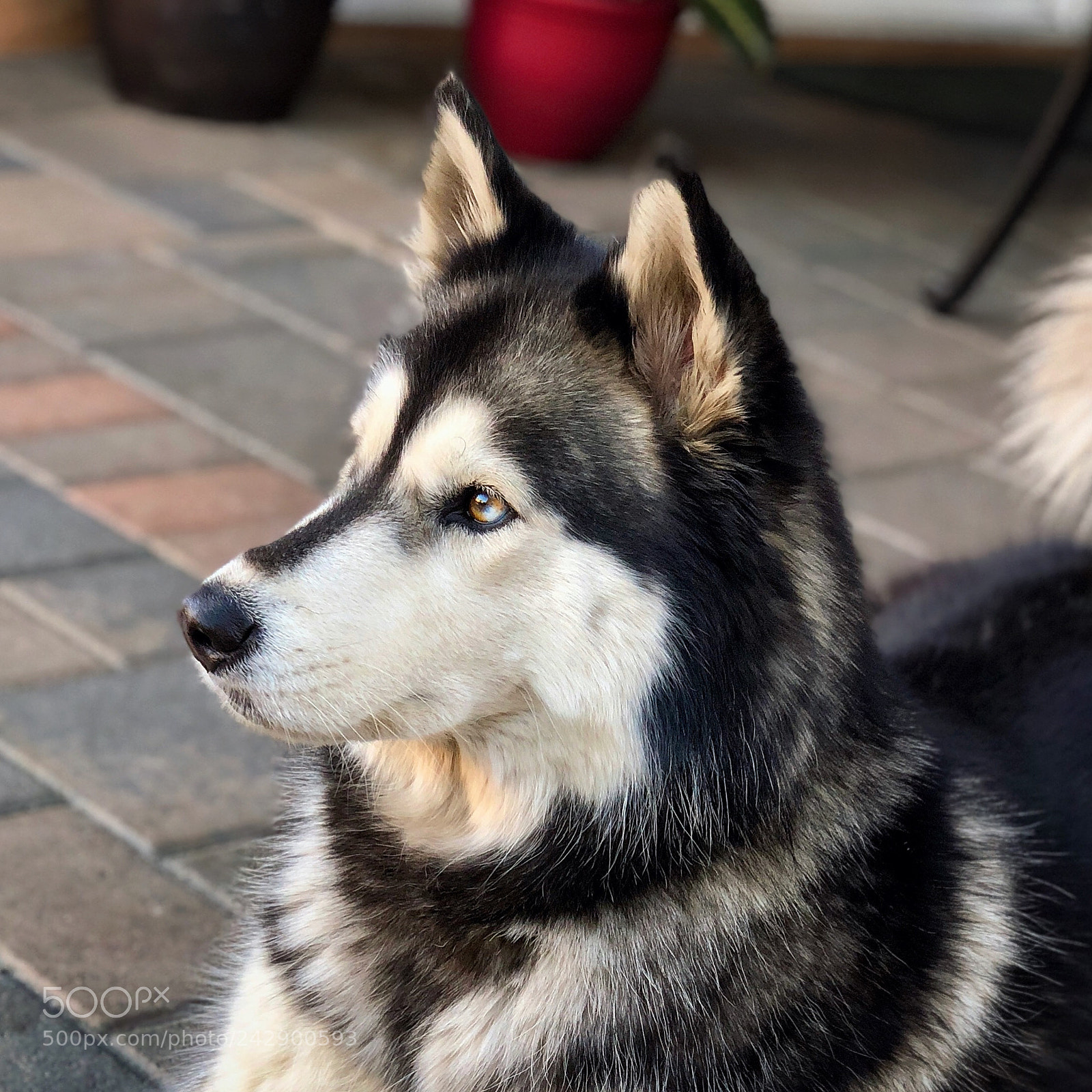 Apple iPhone X sample photo. Siberian husky (3 years old) photography