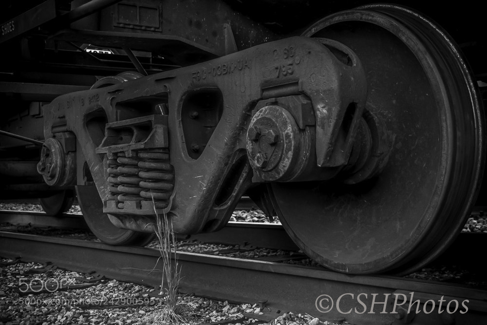 Nikon D500 sample photo. Untitled photography