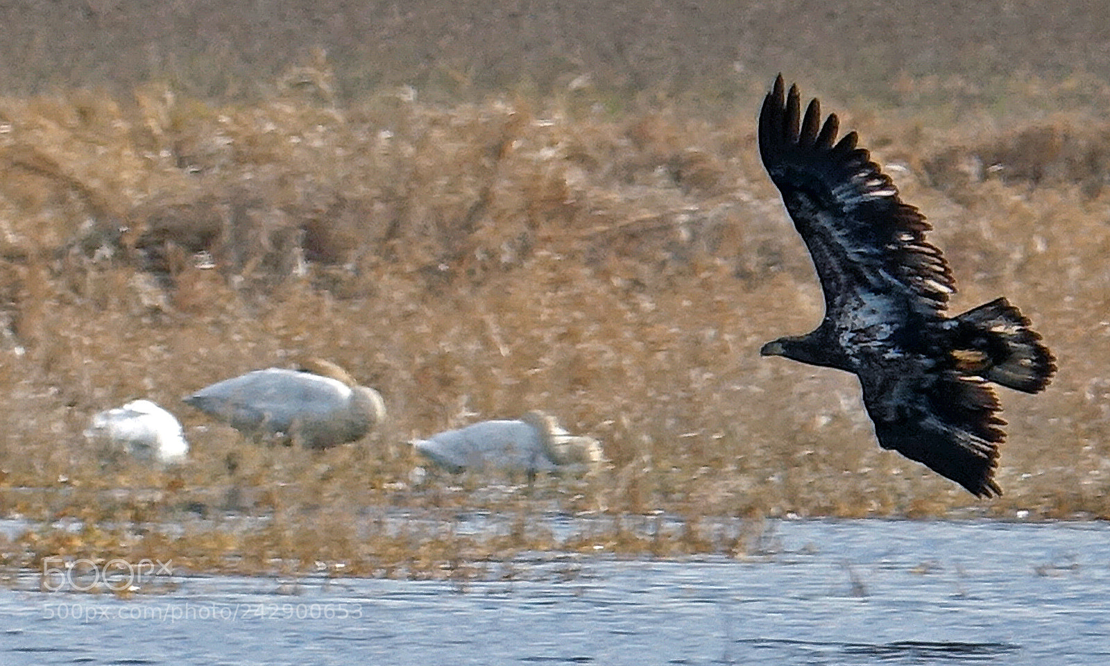 Sony Cyber-shot DSC-RX10 III sample photo. Young eagle 1 photography