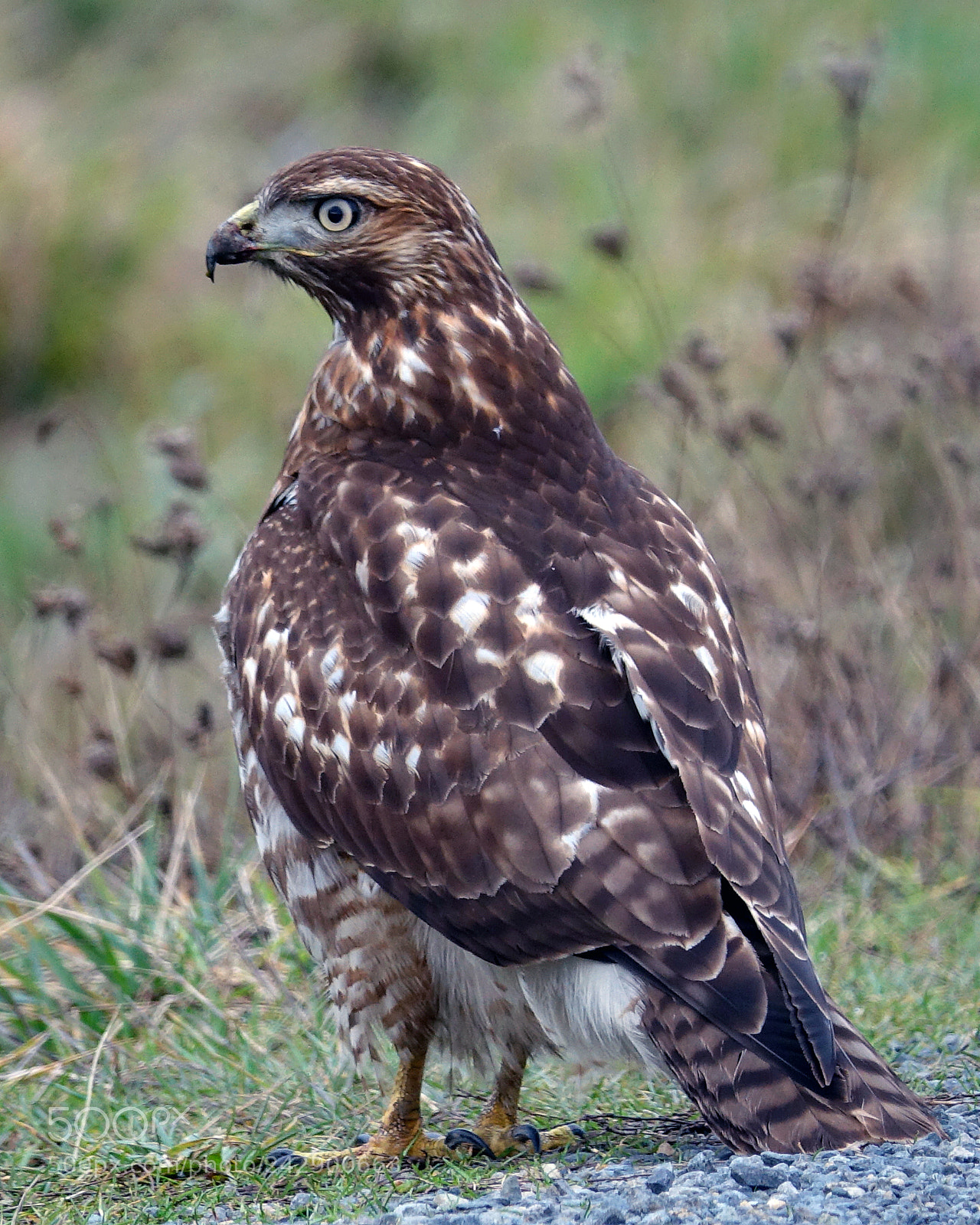 Sony Cyber-shot DSC-RX10 III sample photo. Red tail hawk photography
