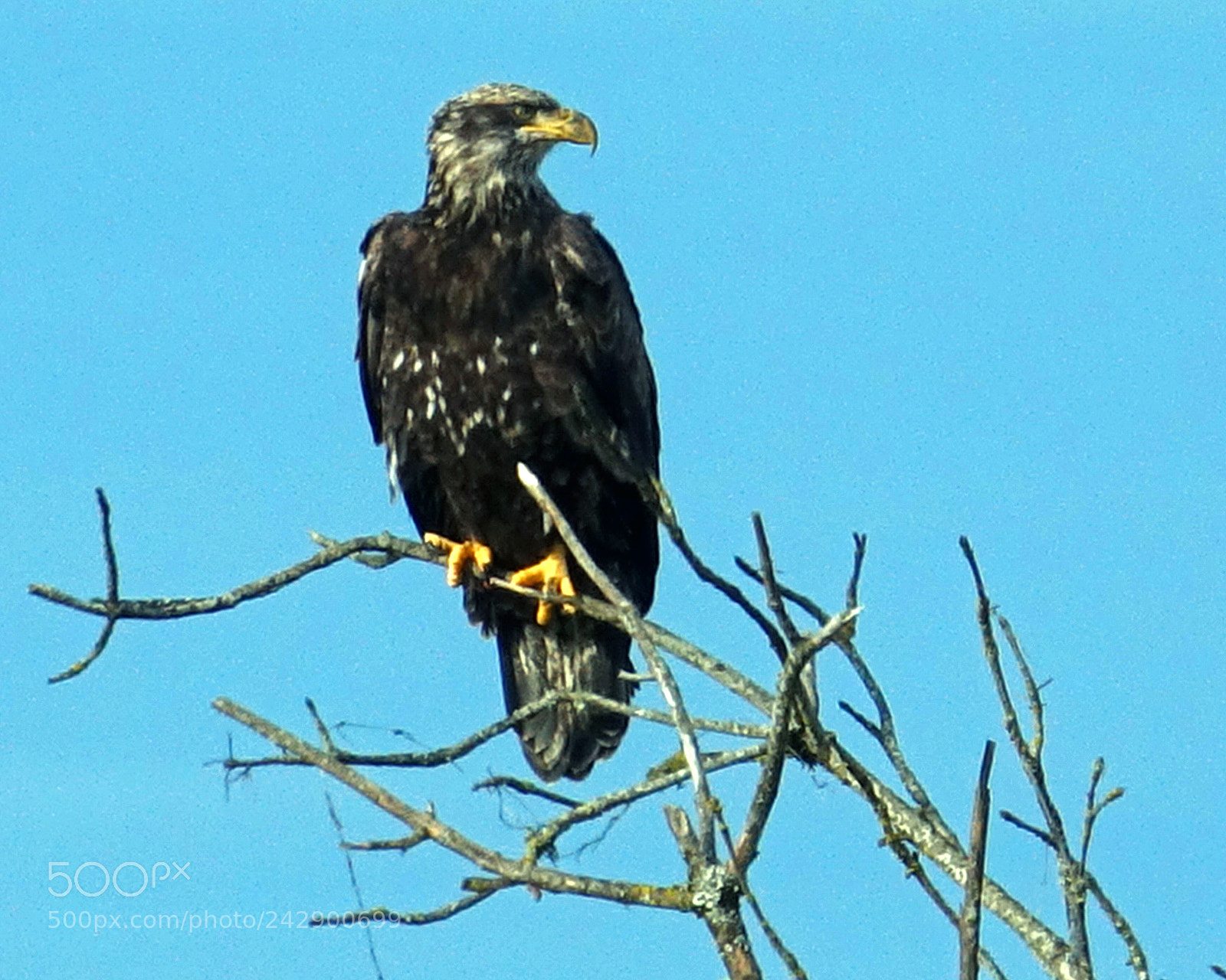 Sony Cyber-shot DSC-RX10 III sample photo. Young eagle 2 photography