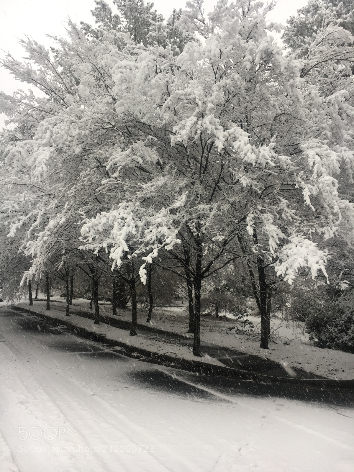 Apple iPhone 6s sample photo. Raleigh january 17, 2018 snowstorm #2 photography