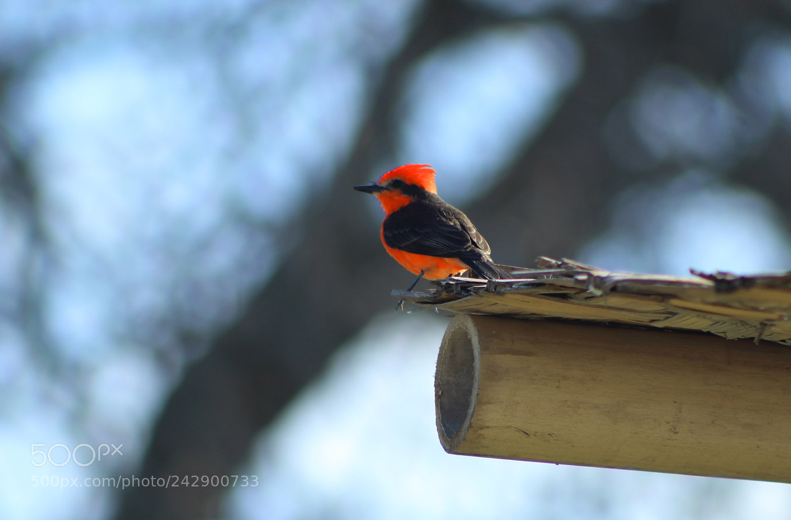 Canon EOS 1200D (EOS Rebel T5 / EOS Kiss X70 / EOS Hi) sample photo. Cardenal peruano photography