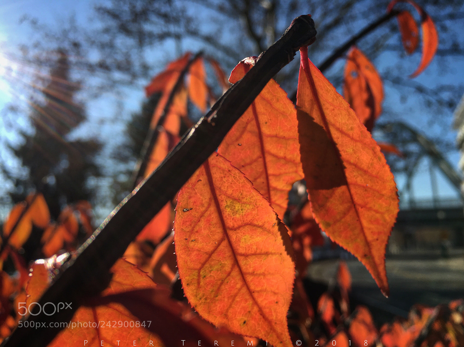 Apple iPhone 6s sample photo. Last holdouts of autumn photography