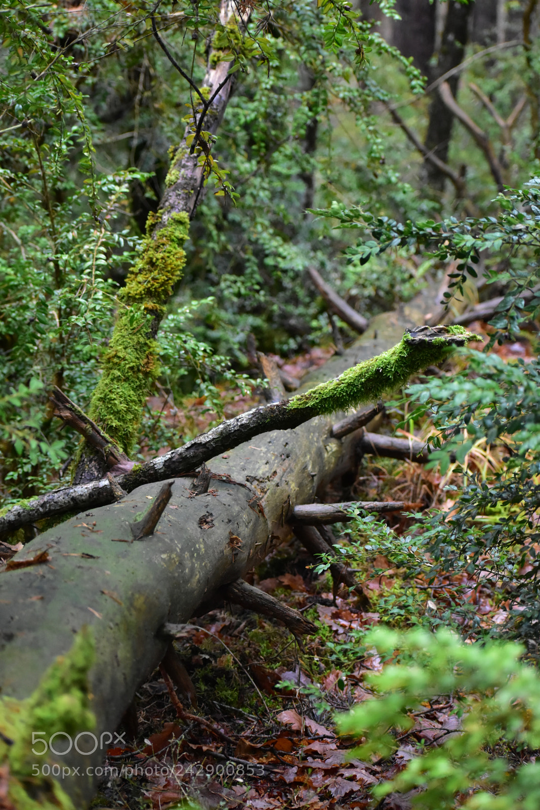 Nikon D5600 sample photo. Fallen tree photography