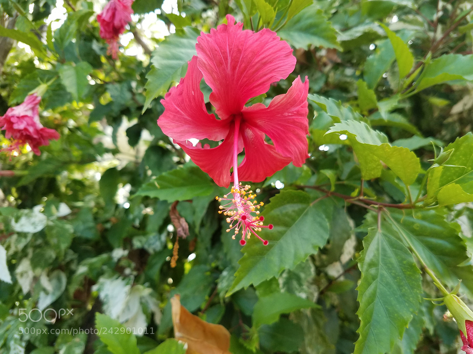 Samsung Galaxy S7 Edge sample photo. Hibiscus photography