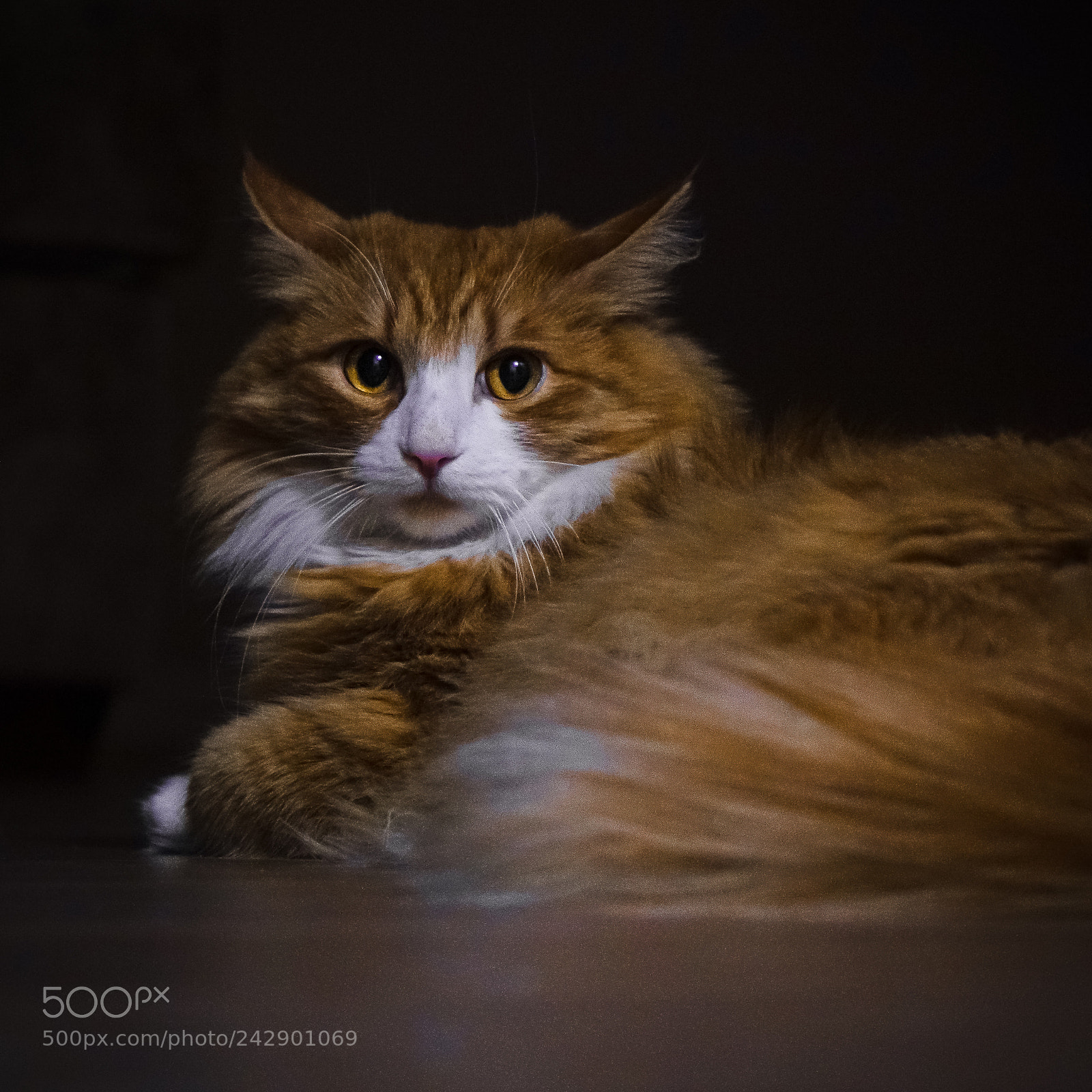 Sony Cyber-shot DSC-RX10 sample photo. Cat photography