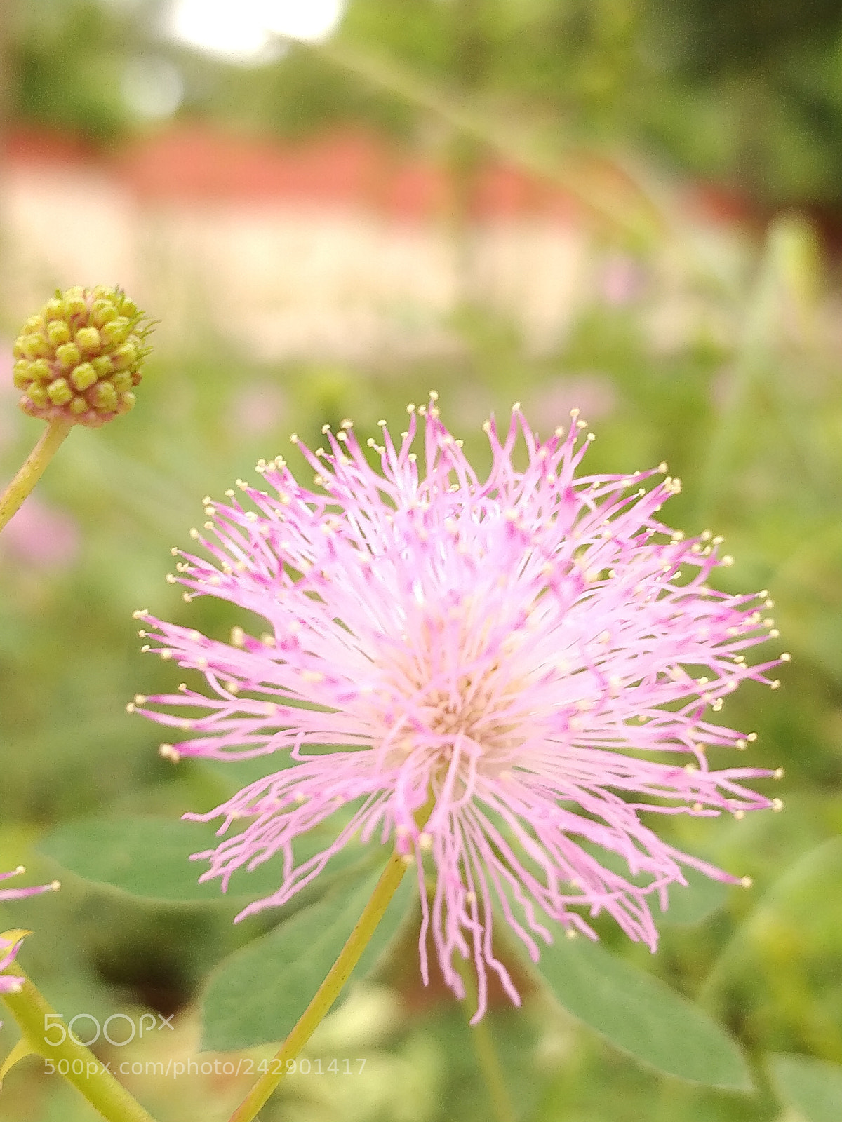 OnePlus 5 sample photo. The beauty of nature photography