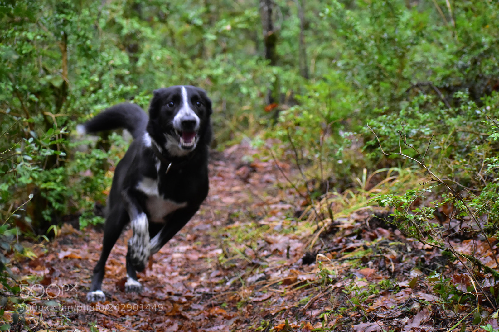Nikon D5600 sample photo. Jack photography