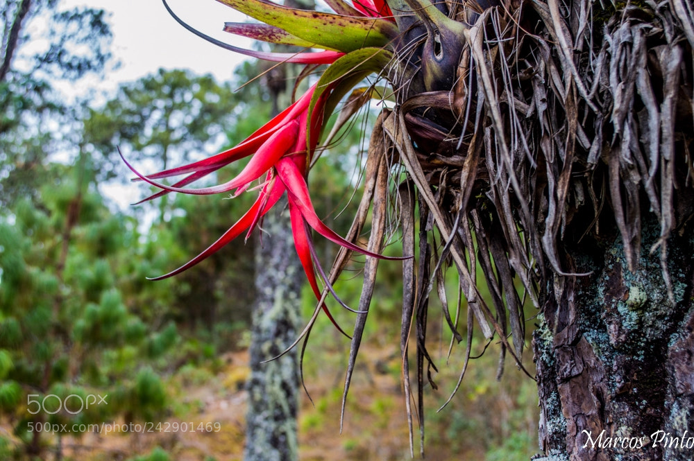 Nikon D3200 sample photo. Untitled photography
