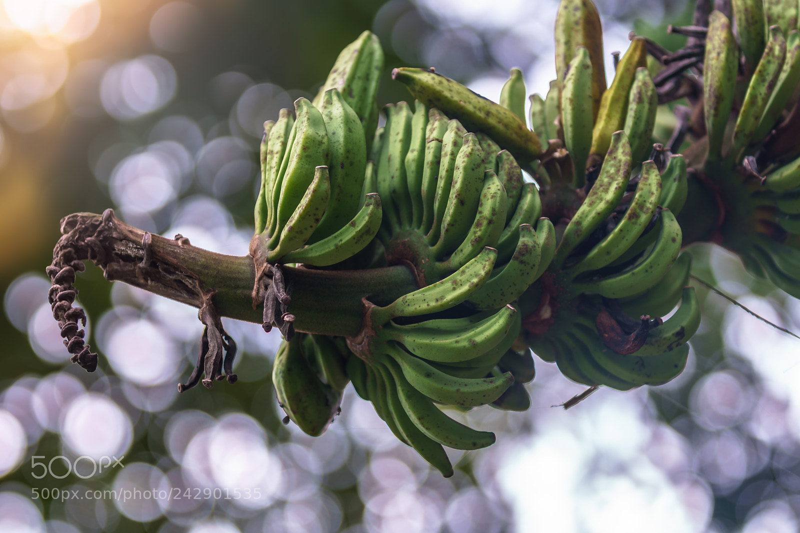 Sony a6500 sample photo. Wild banana bunch photography