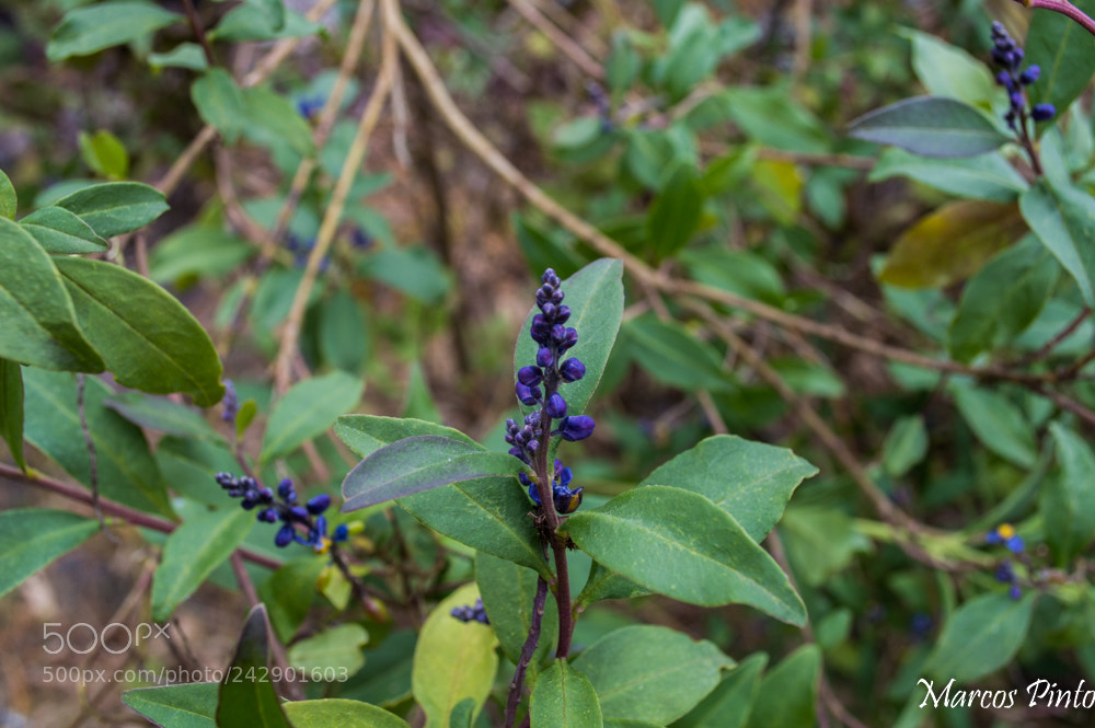 Nikon D3200 sample photo. Untitled photography