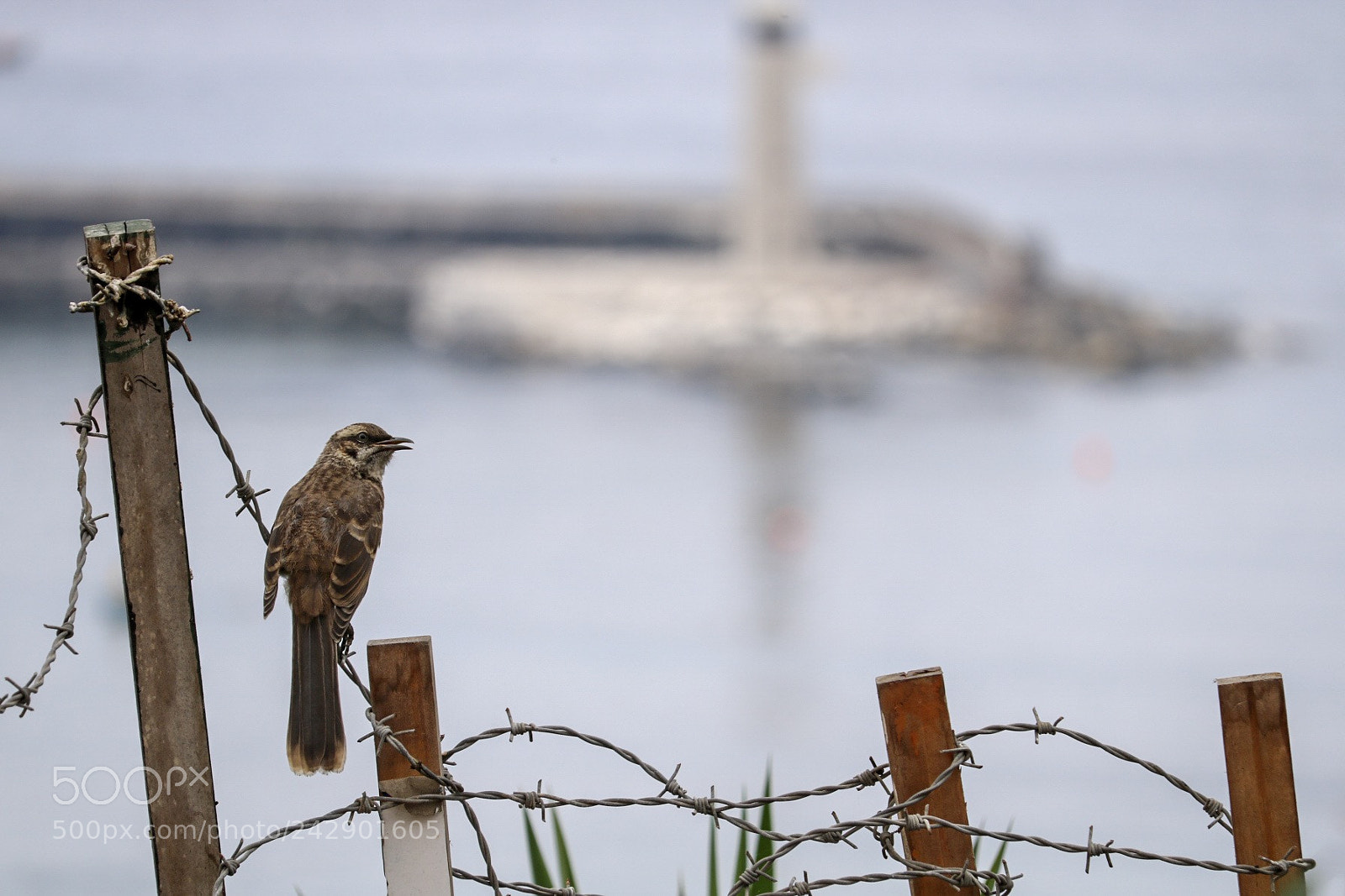 Canon EOS 750D (EOS Rebel T6i / EOS Kiss X8i) sample photo. Contraste. barranco, lima. photography