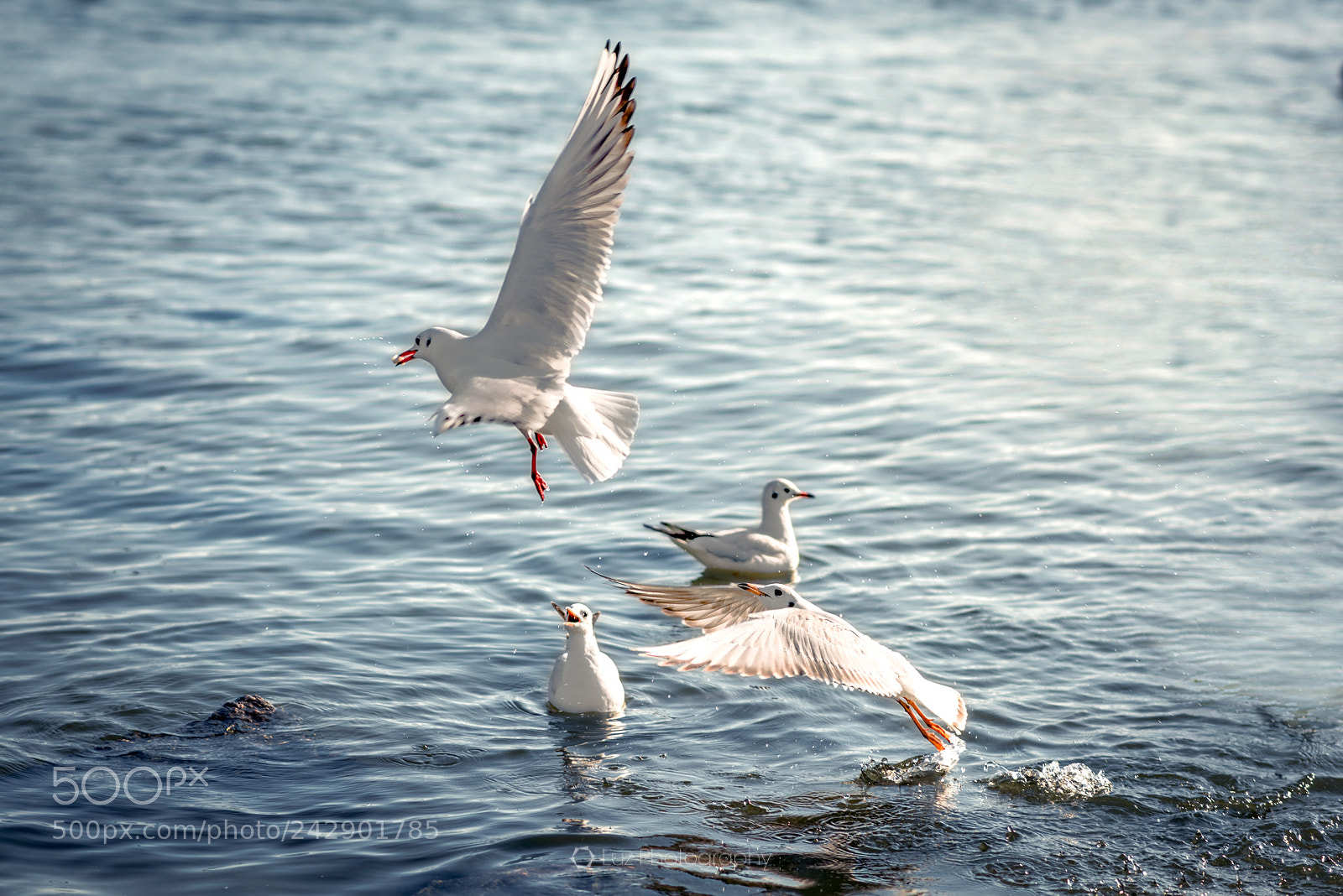 Nikon D810 sample photo. Hey, it's mine! photography