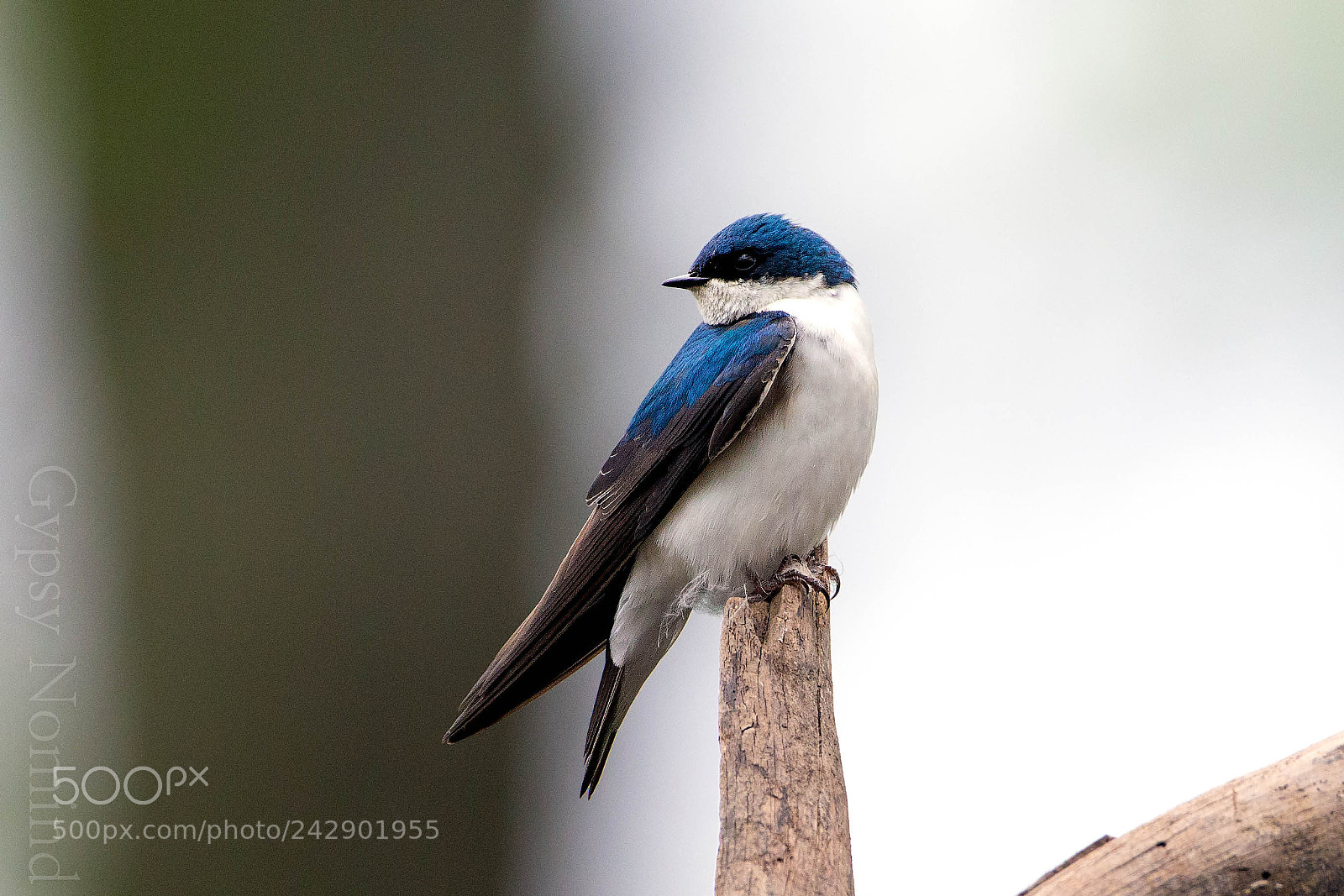 Canon EOS-1D X sample photo. Tree swallow photography
