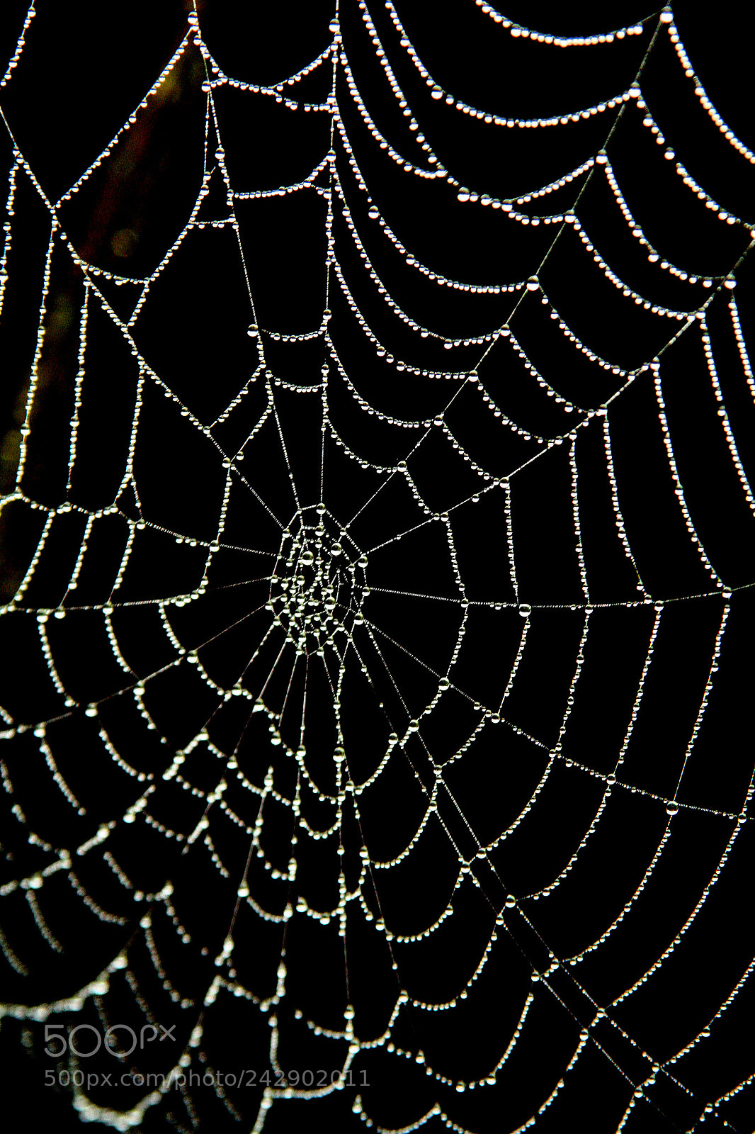 Canon EOS 350D (EOS Digital Rebel XT / EOS Kiss Digital N) sample photo. Wet web photography
