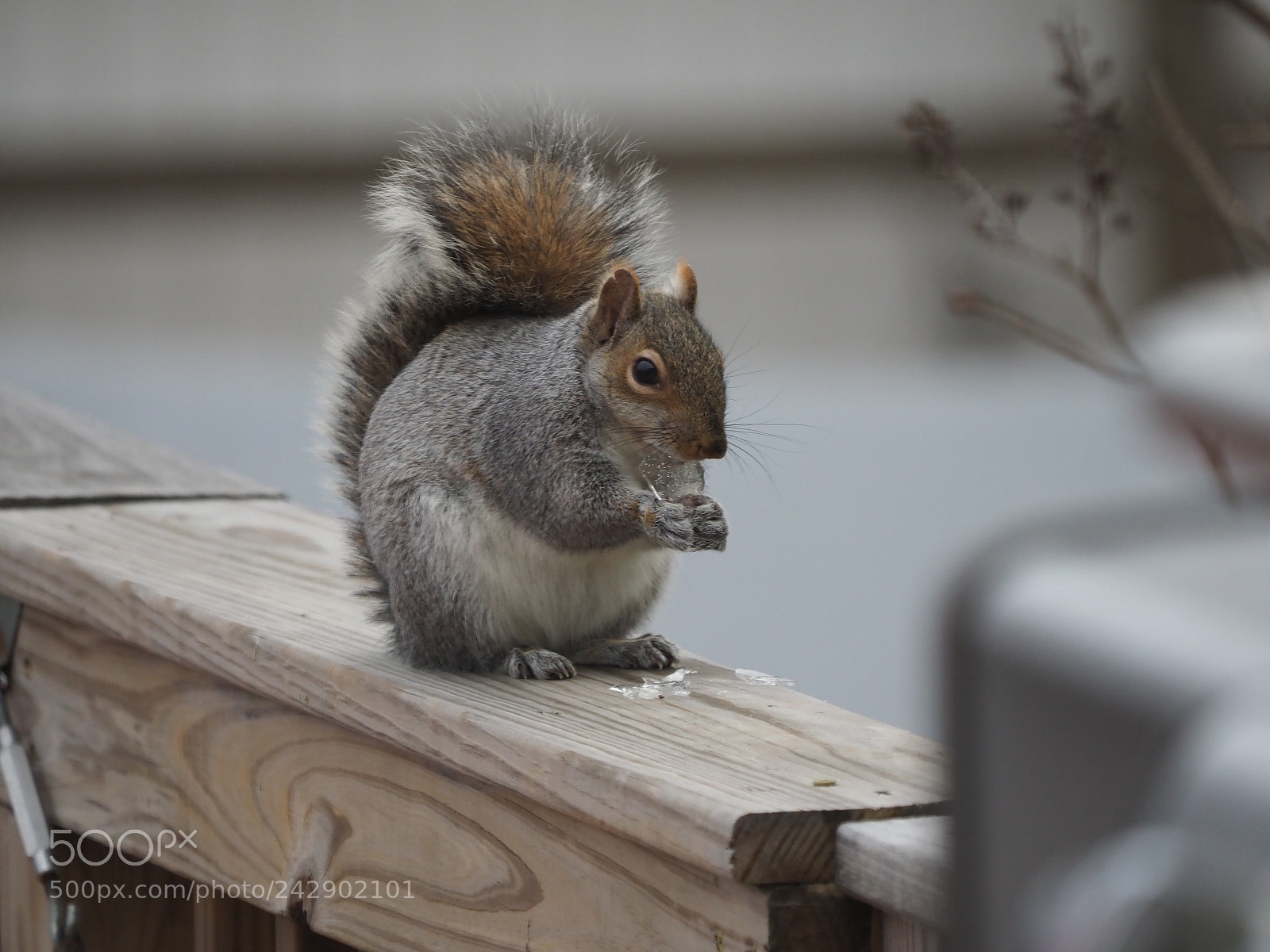 Olympus OM-D E-M1 Mark II sample photo. Squirrel eating an ice photography