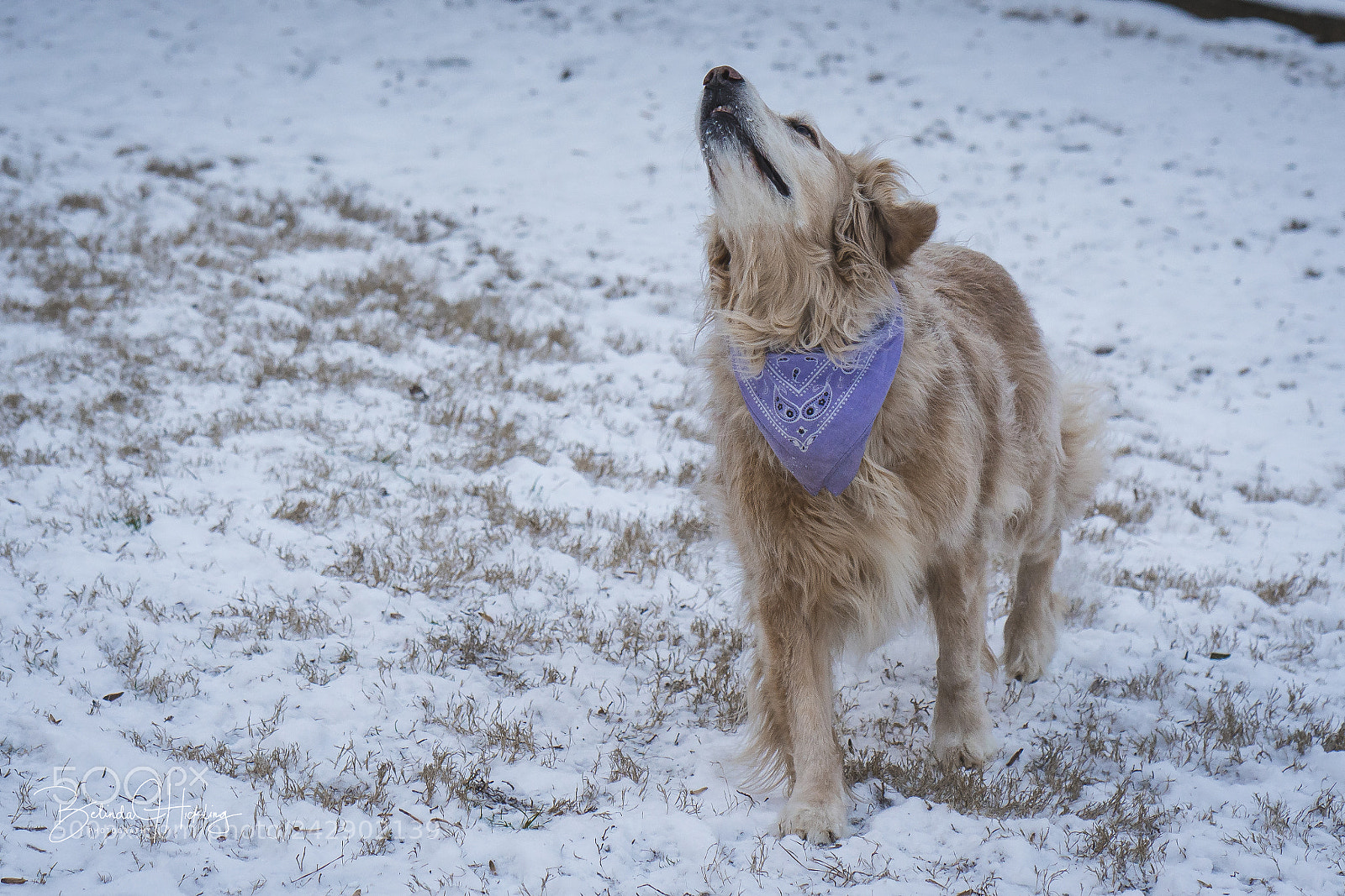 Sony a7R III sample photo. Where'd the ball go? photography