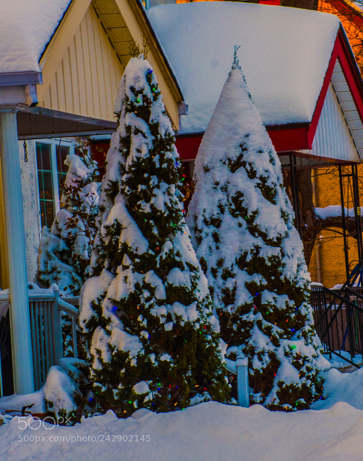 Nikon D3400 sample photo. Trees @ christmas photography