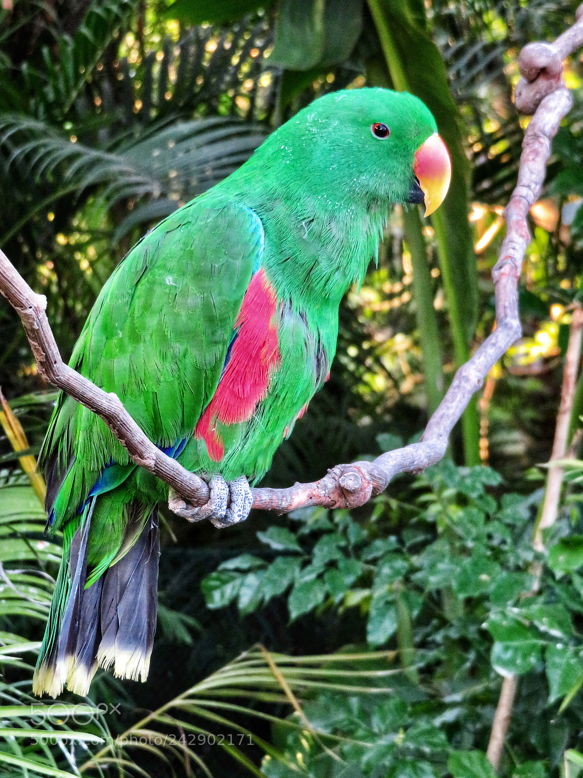 Canon PowerShot SX720 HS sample photo. Eclectic parrot (male) photography