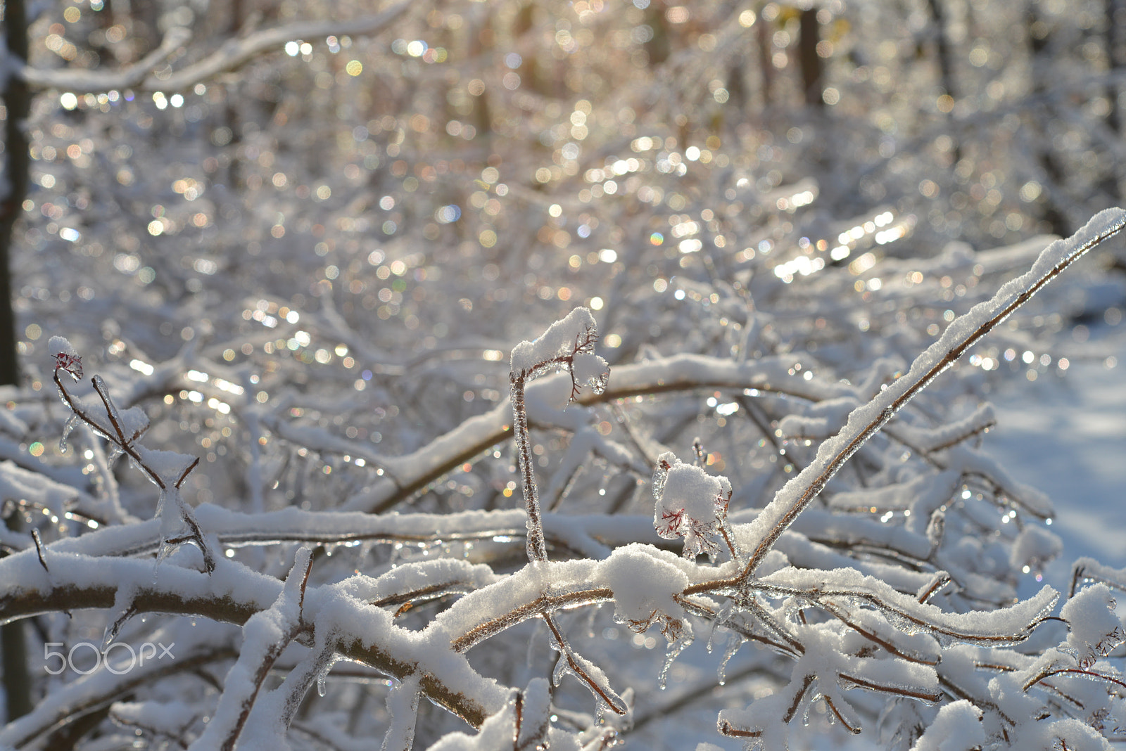 Nikon AF-S Micro-Nikkor 60mm F2.8G ED sample photo