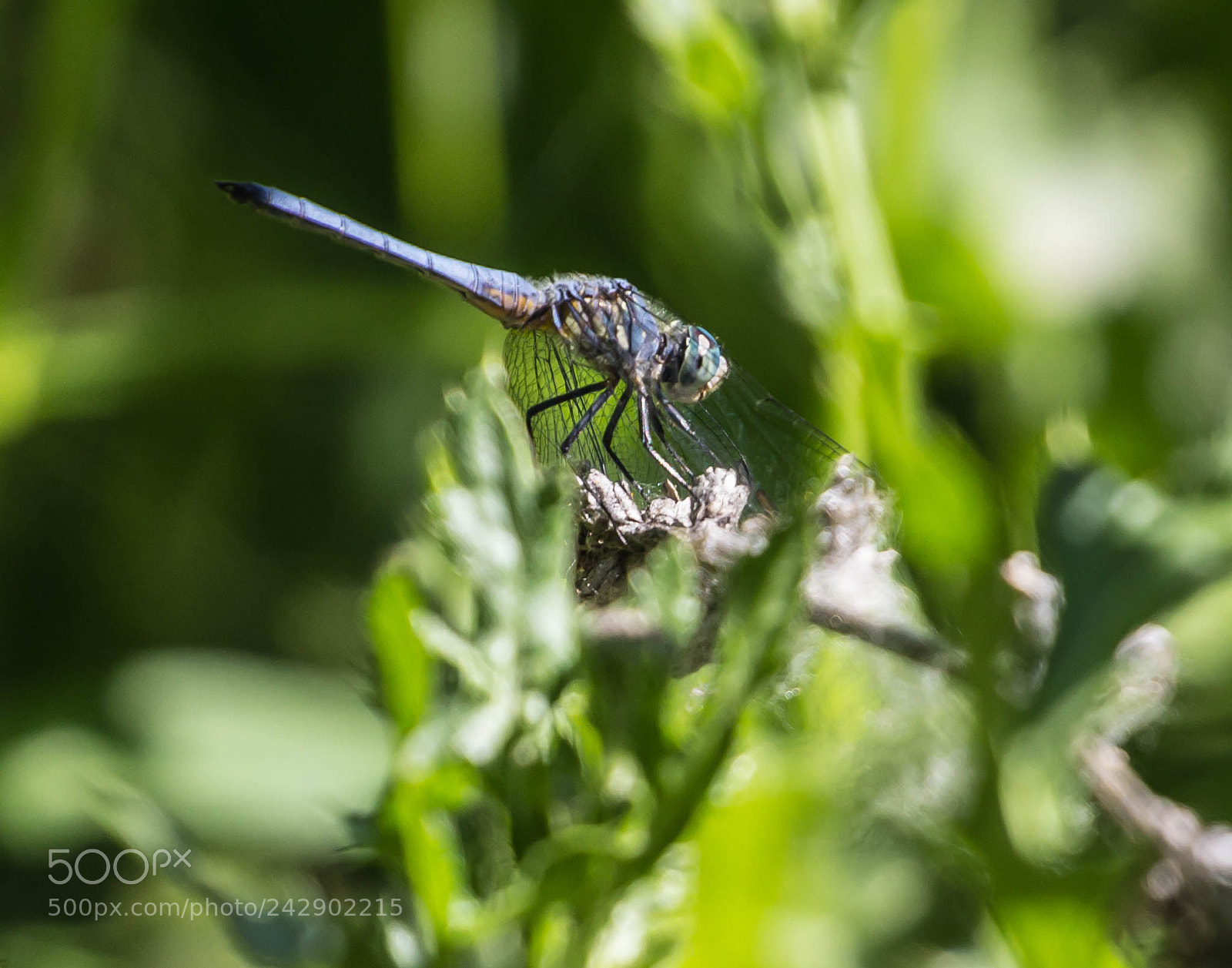 Canon EOS 600D (Rebel EOS T3i / EOS Kiss X5) sample photo. Little blue eyed dragonfly photography