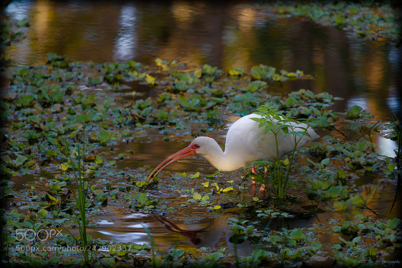 Sony a7 sample photo. Ibis in the glades photography