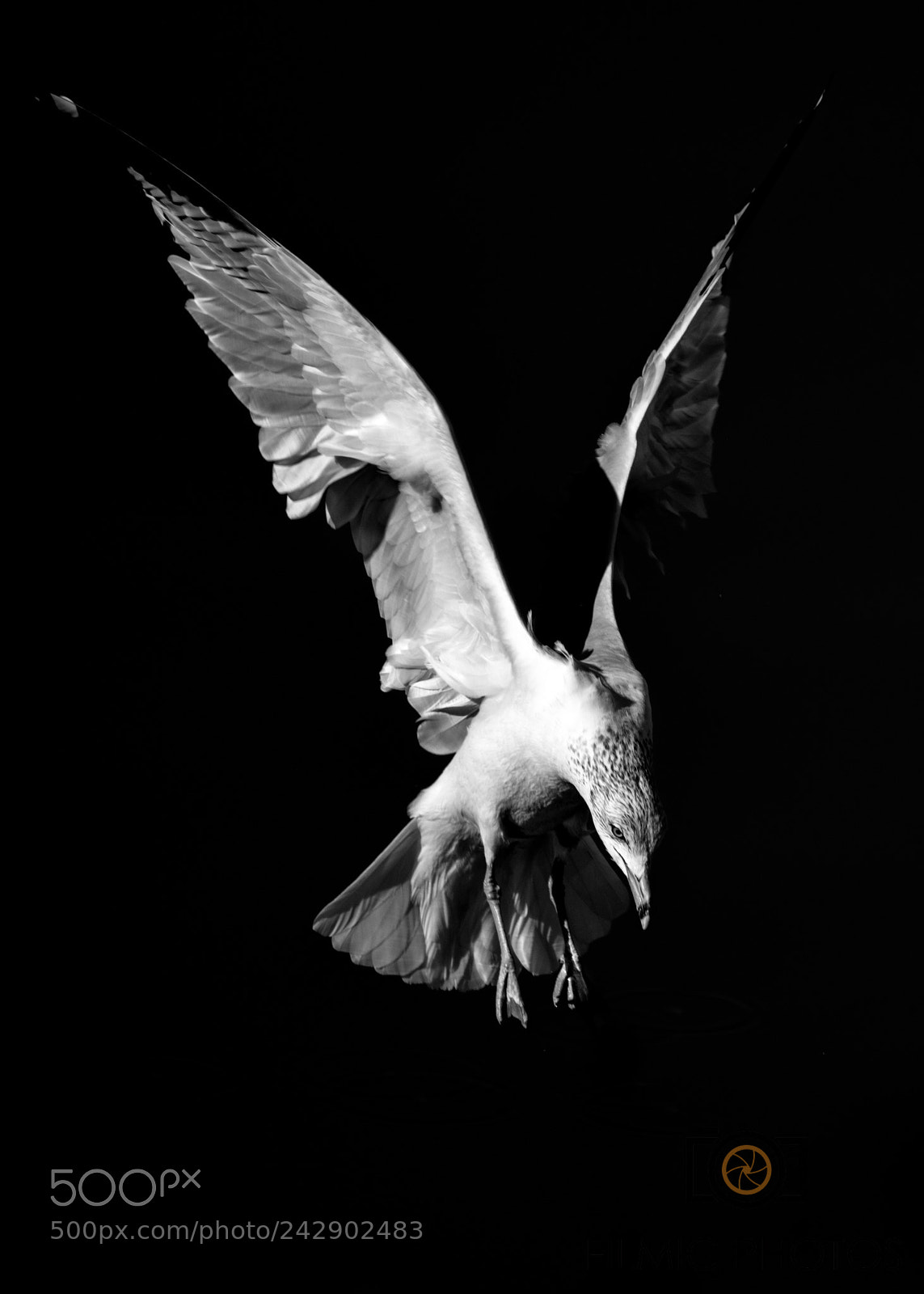 Nikon D850 sample photo. Seagull photography