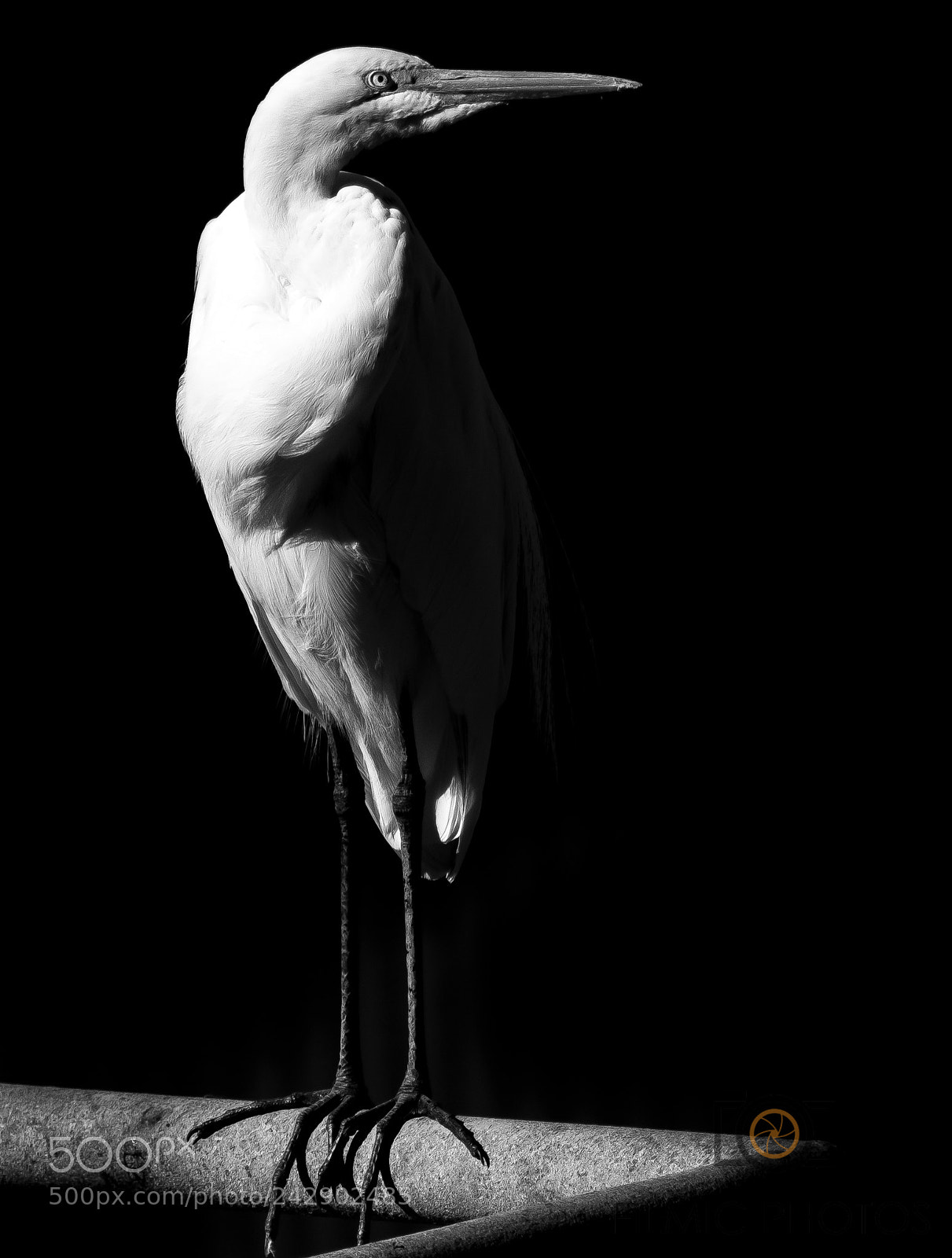 Nikon D850 sample photo. Great egret photography