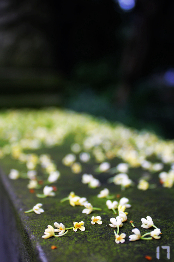 Canon EF-S 18-55mm F3.5-5.6 IS sample photo. 散落的月桂 photography