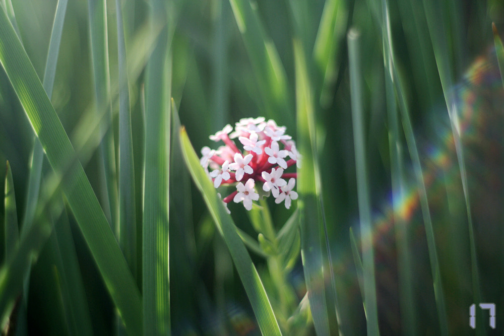 Canon EOS 1000D (EOS Digital Rebel XS / EOS Kiss F) + Canon EF 50mm F1.8 II sample photo. 萌动的野花 photography