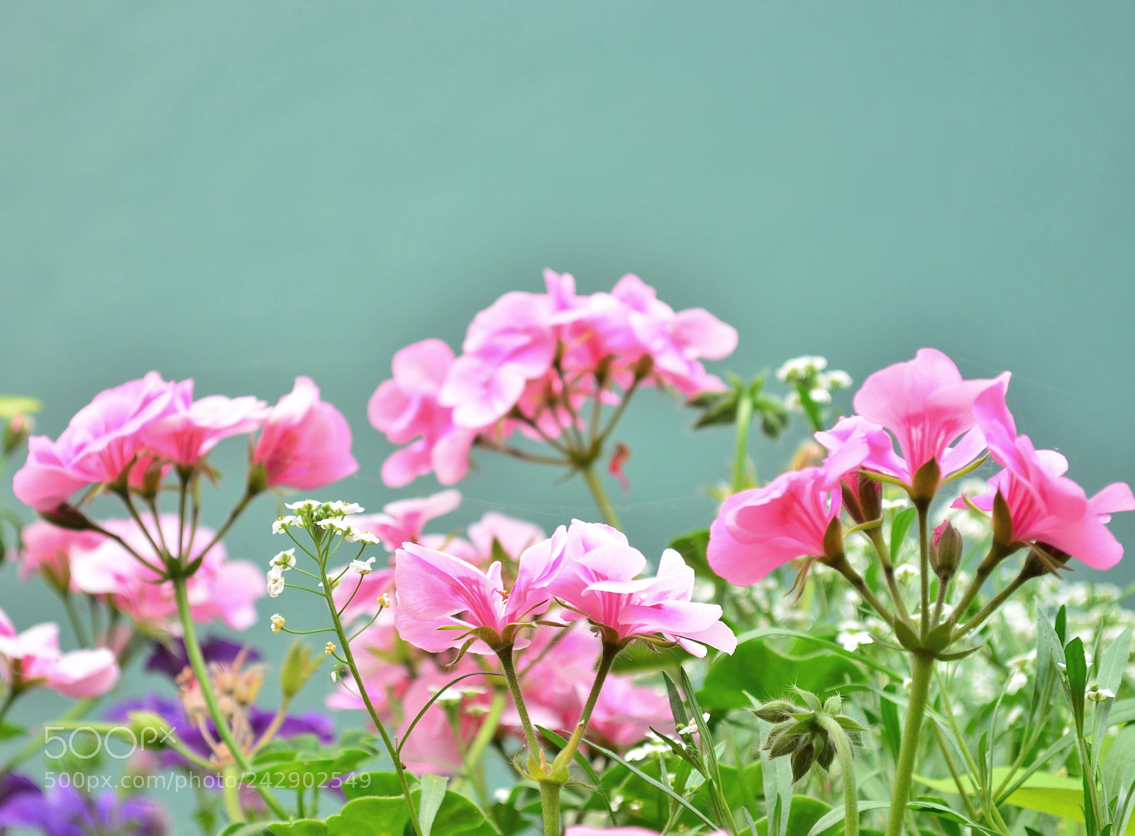 Nikon D5100 sample photo. Few flowers photography