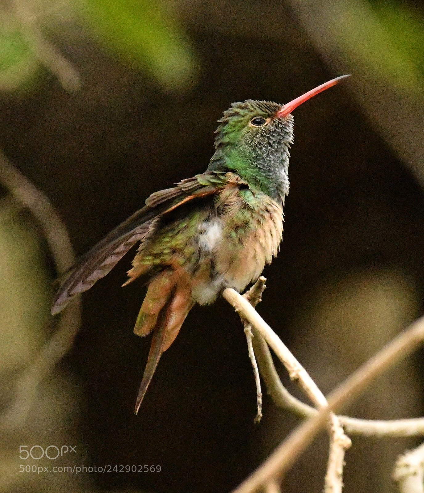 Nikon D500 sample photo. Buff-bellied hummingbird photography