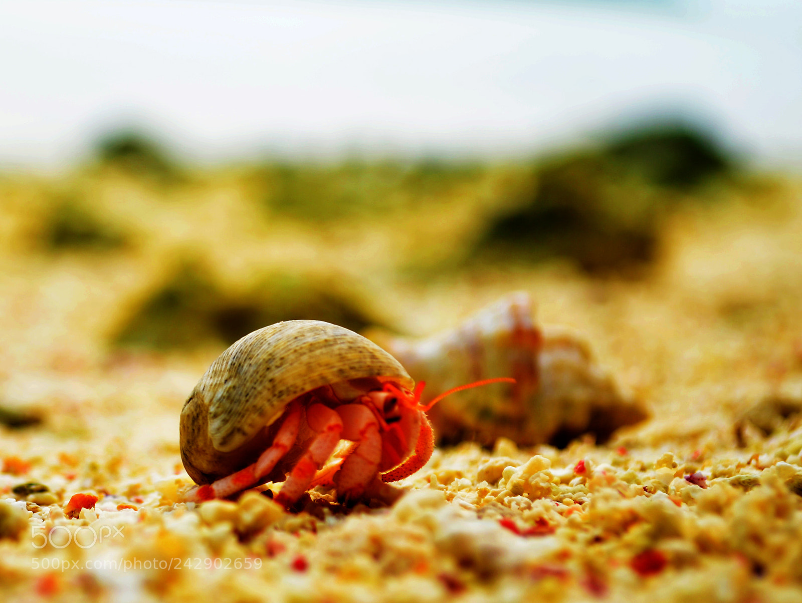 Nikon D5100 sample photo. Tiny sand crab photography