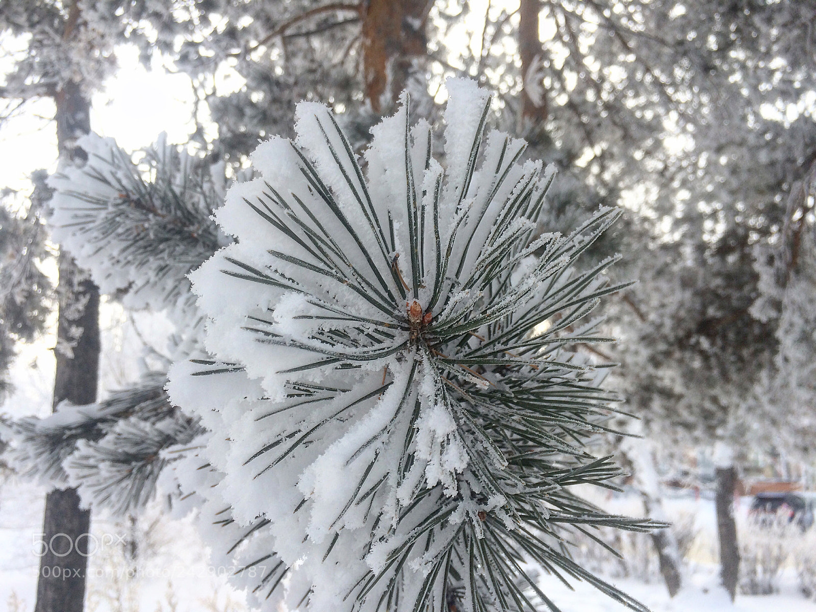 Apple iPhone 5s sample photo. Untitled photography