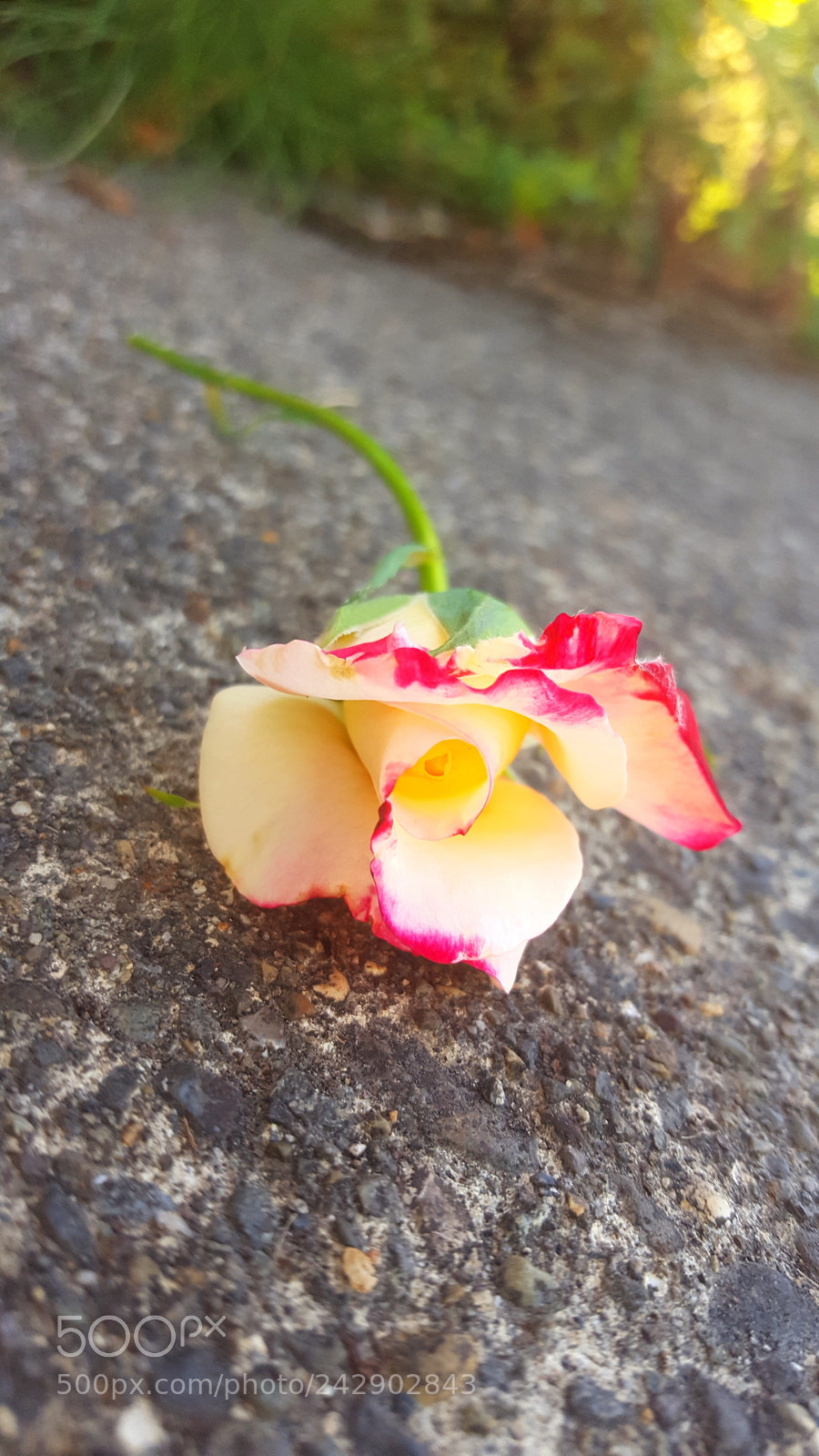Samsung Galaxy S6 sample photo. Untitled photography