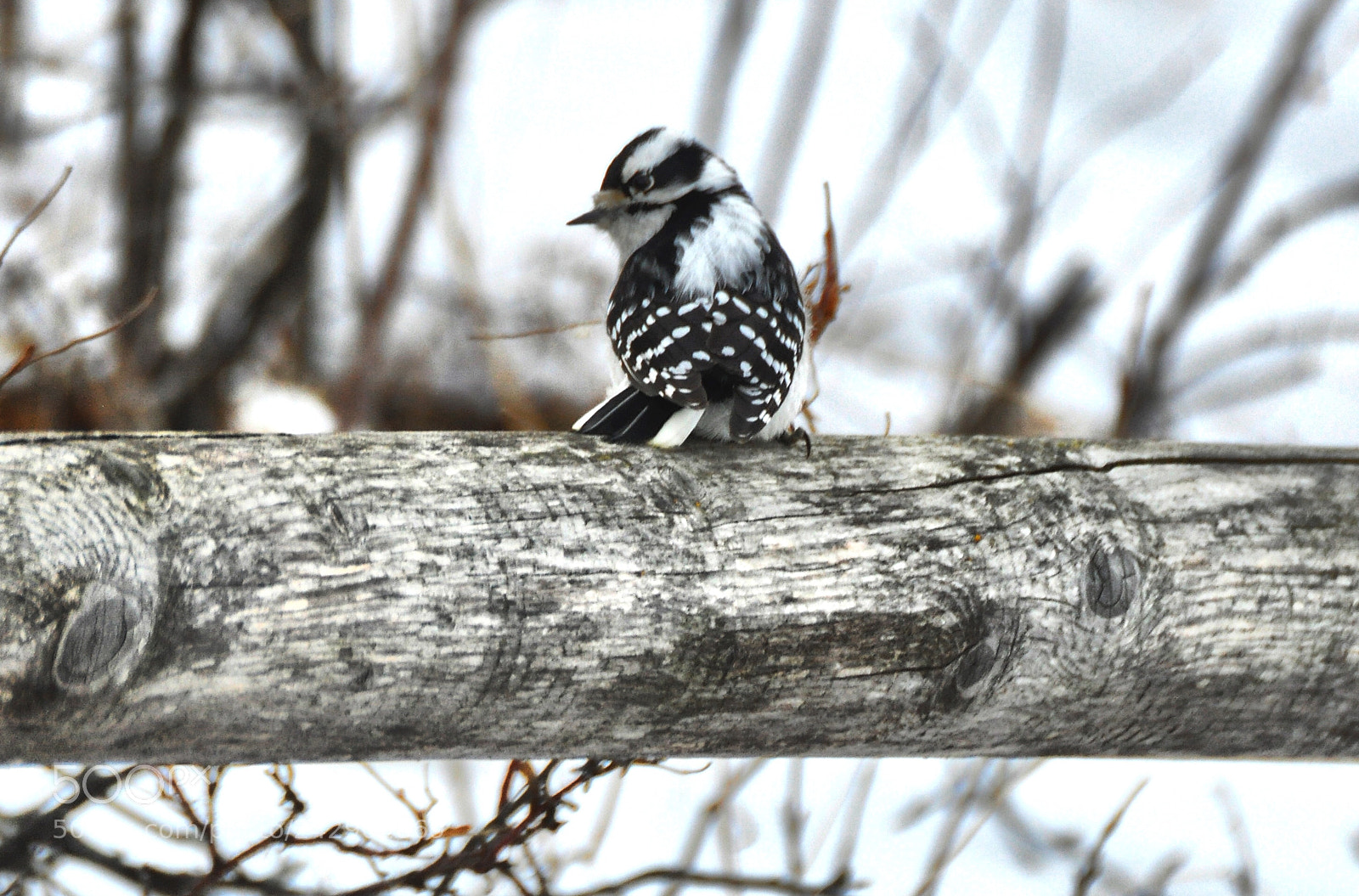 Nikon D90 sample photo. Downy woodpecker photography
