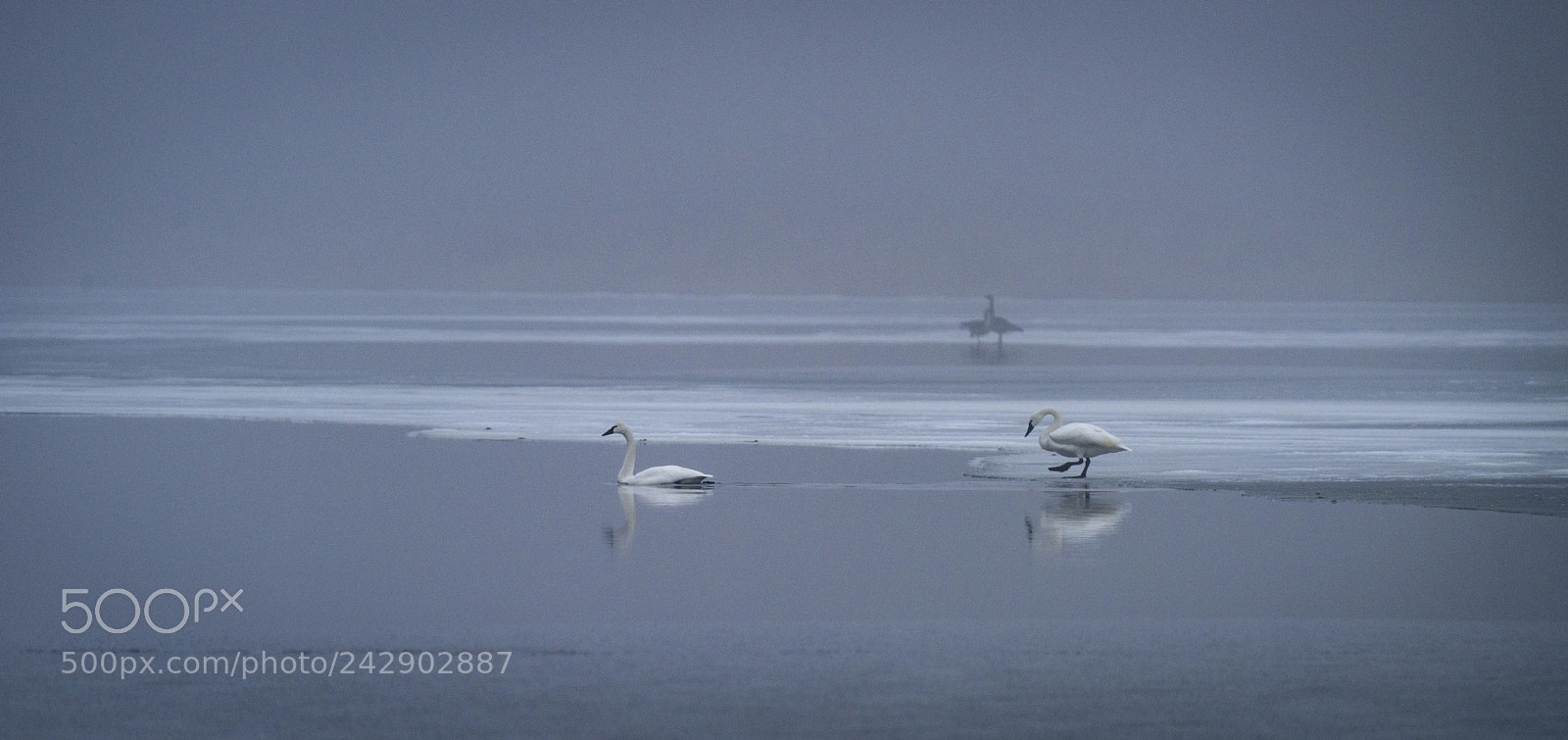 Nikon D810 sample photo. Tundra swans in aylmer photography