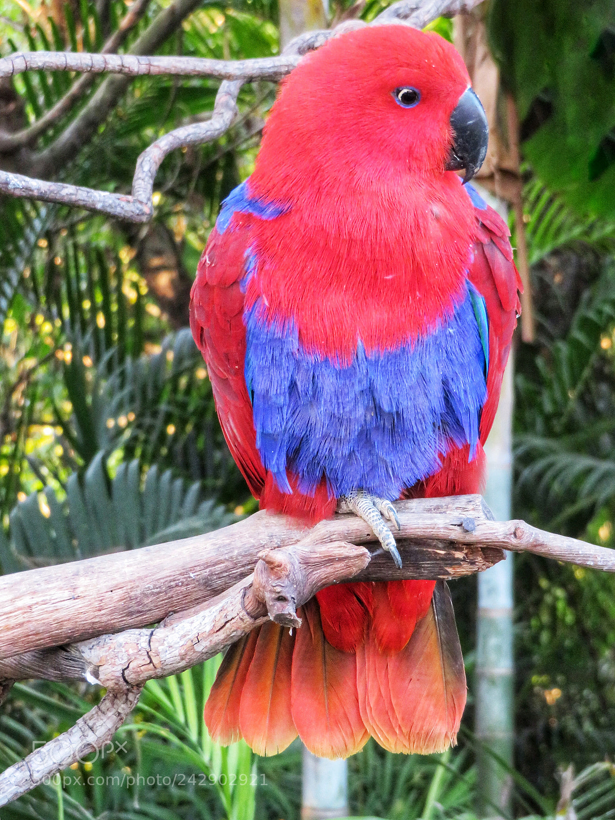 Canon PowerShot SX720 HS sample photo. Eclectic parrot (female) photography