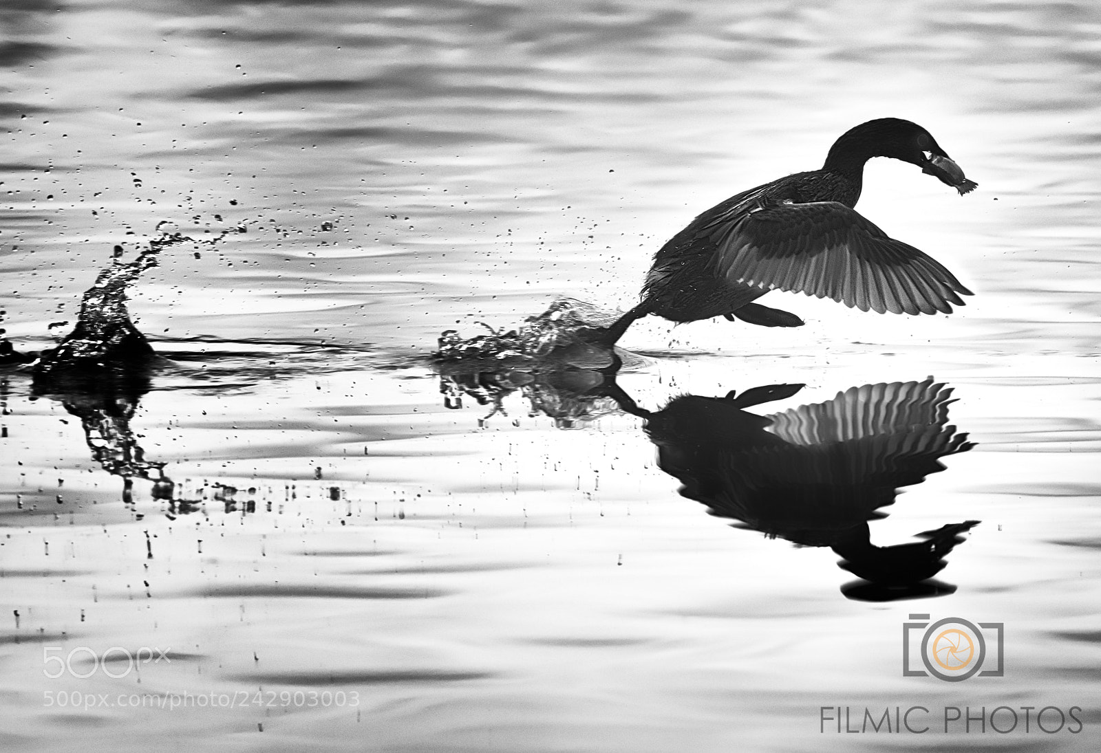 Nikon D850 sample photo. Bird photography
