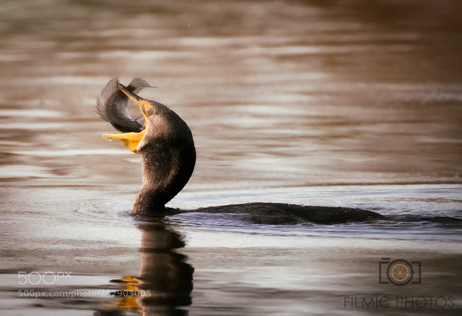 Nikon D850 sample photo. Cormorant photography