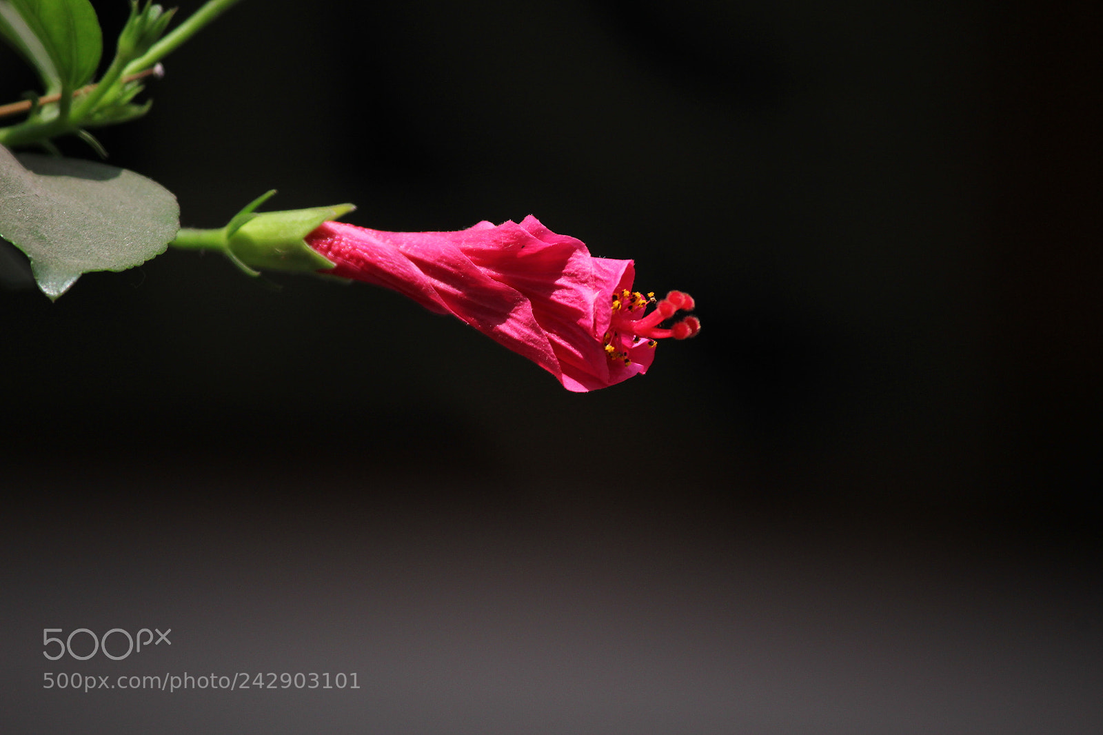 Canon EF-S 55-250mm F4-5.6 IS II sample photo. Journey start photography