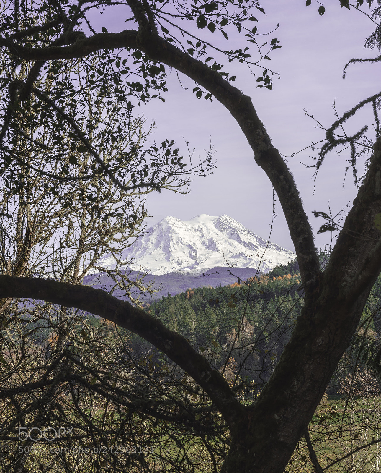 Nikon D7200 sample photo. Tree framing mount rainier photography
