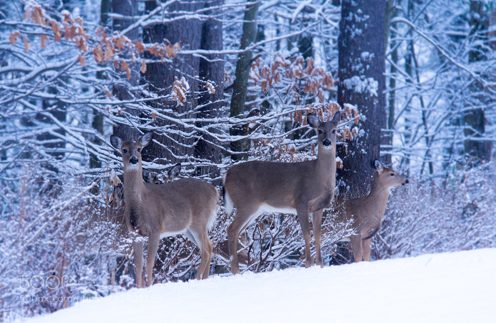 Olympus PEN E-PM2 sample photo. Visitors during snow photography