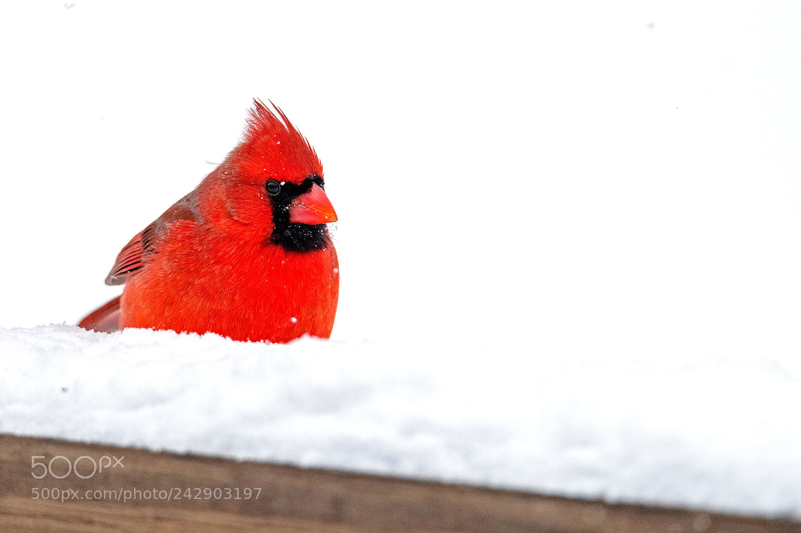 Nikon D850 sample photo. Angry bird photography