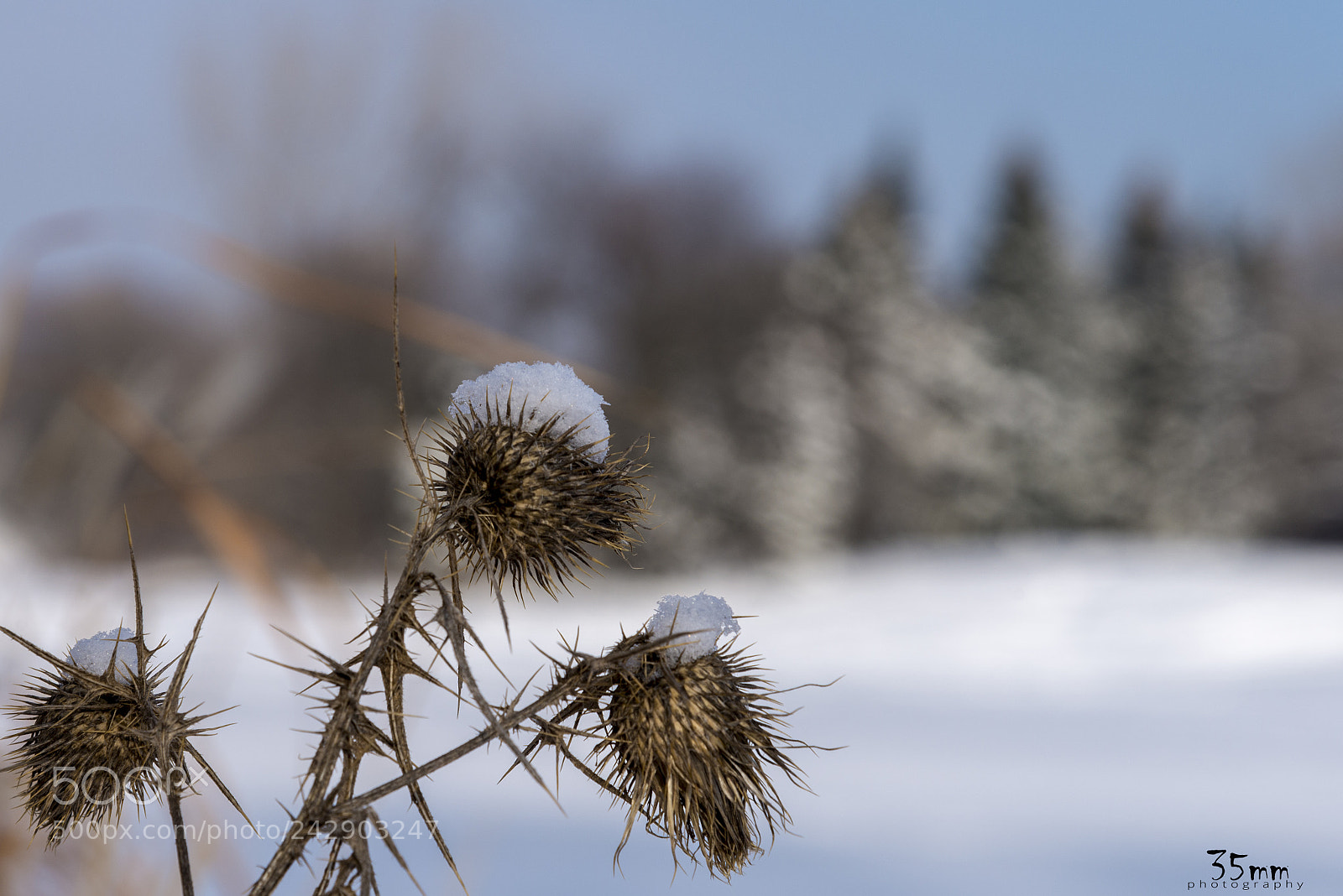 Nikon D610 sample photo. Winter photography