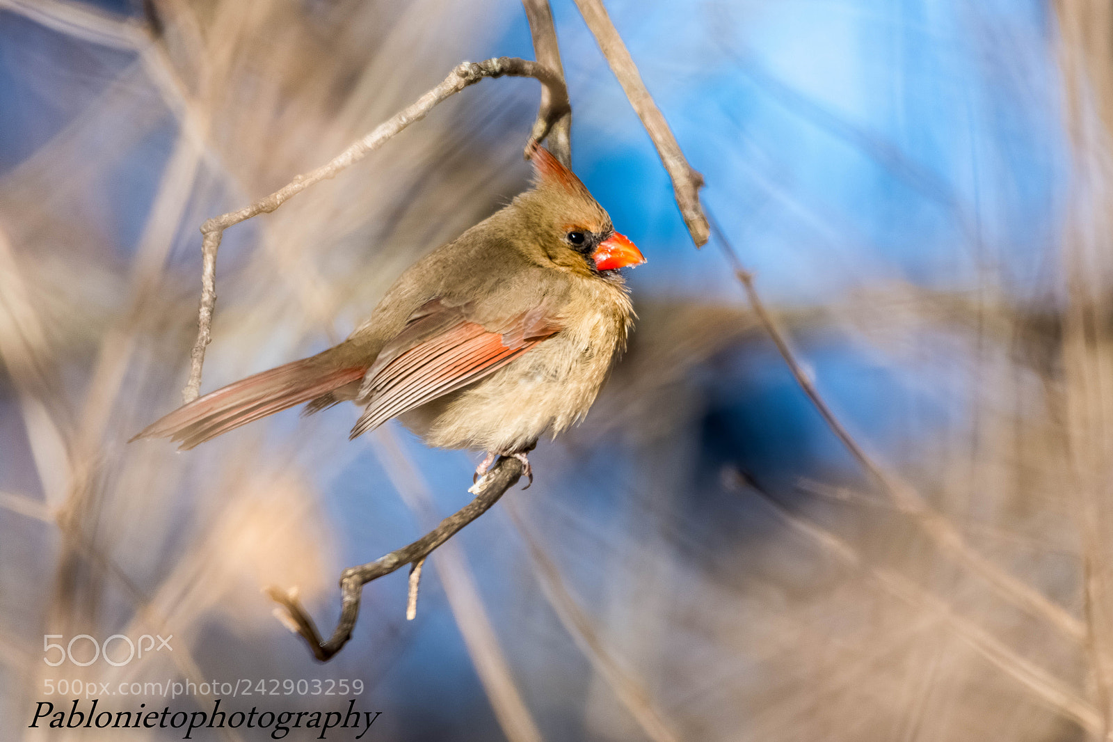 Nikon D7200 sample photo. Male cardinal photography