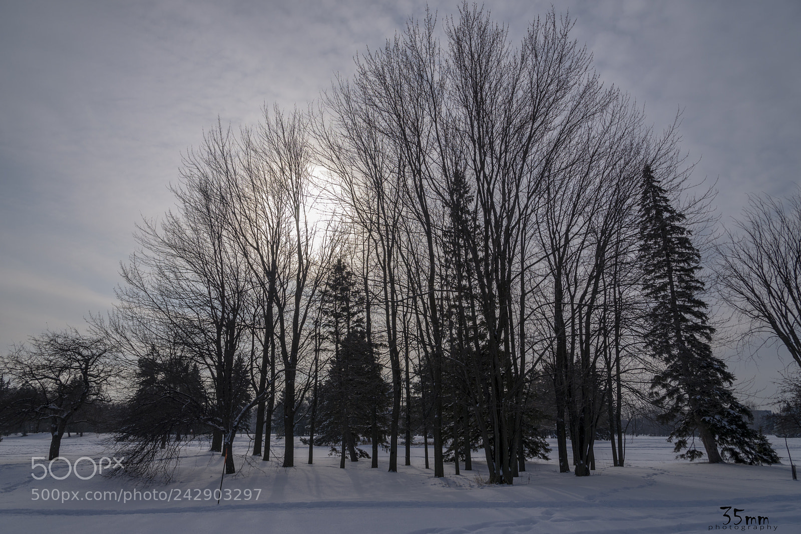 Nikon D610 sample photo. Trees photography