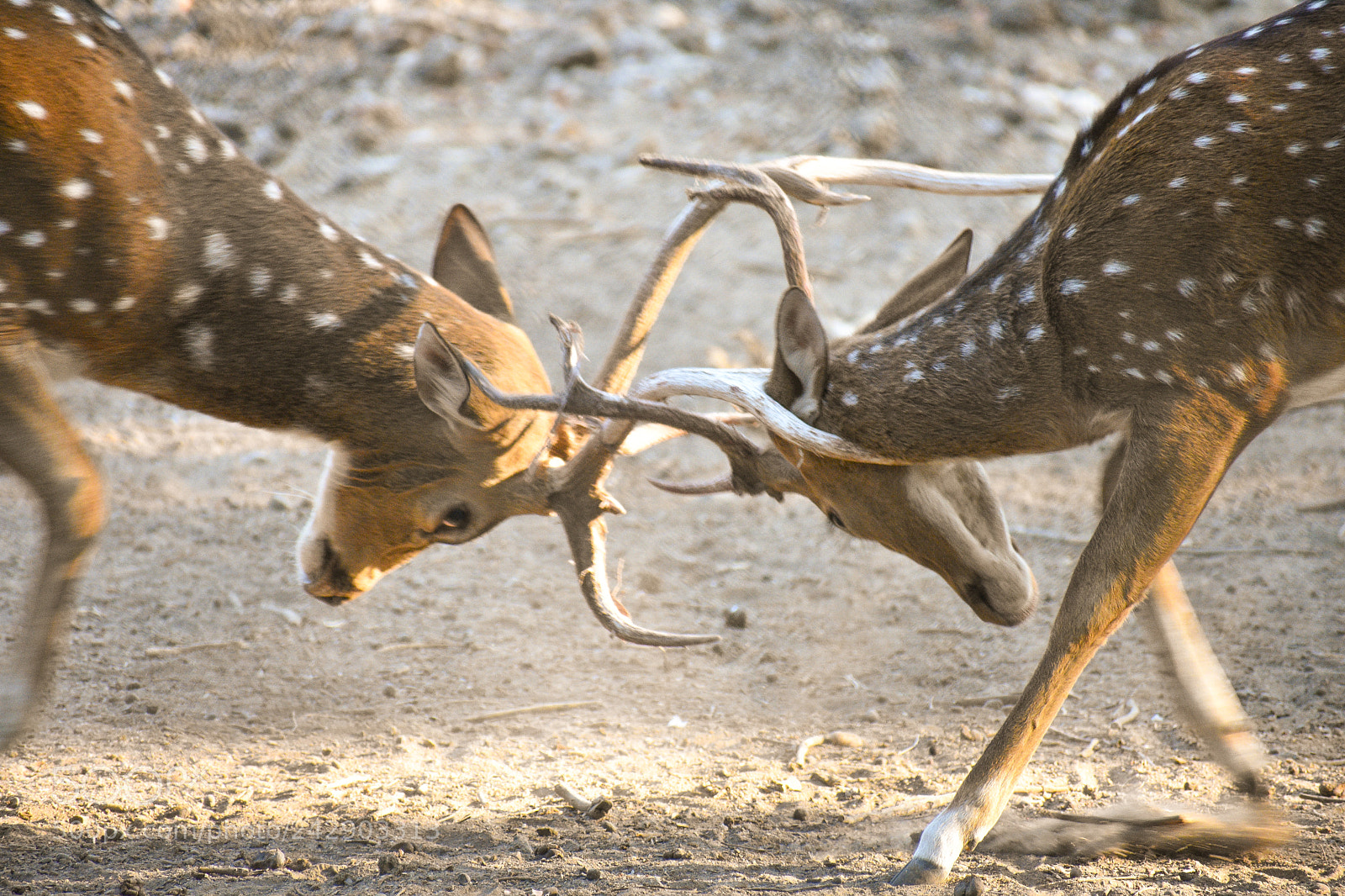 Nikon D3400 sample photo. Bucks still looking for photography