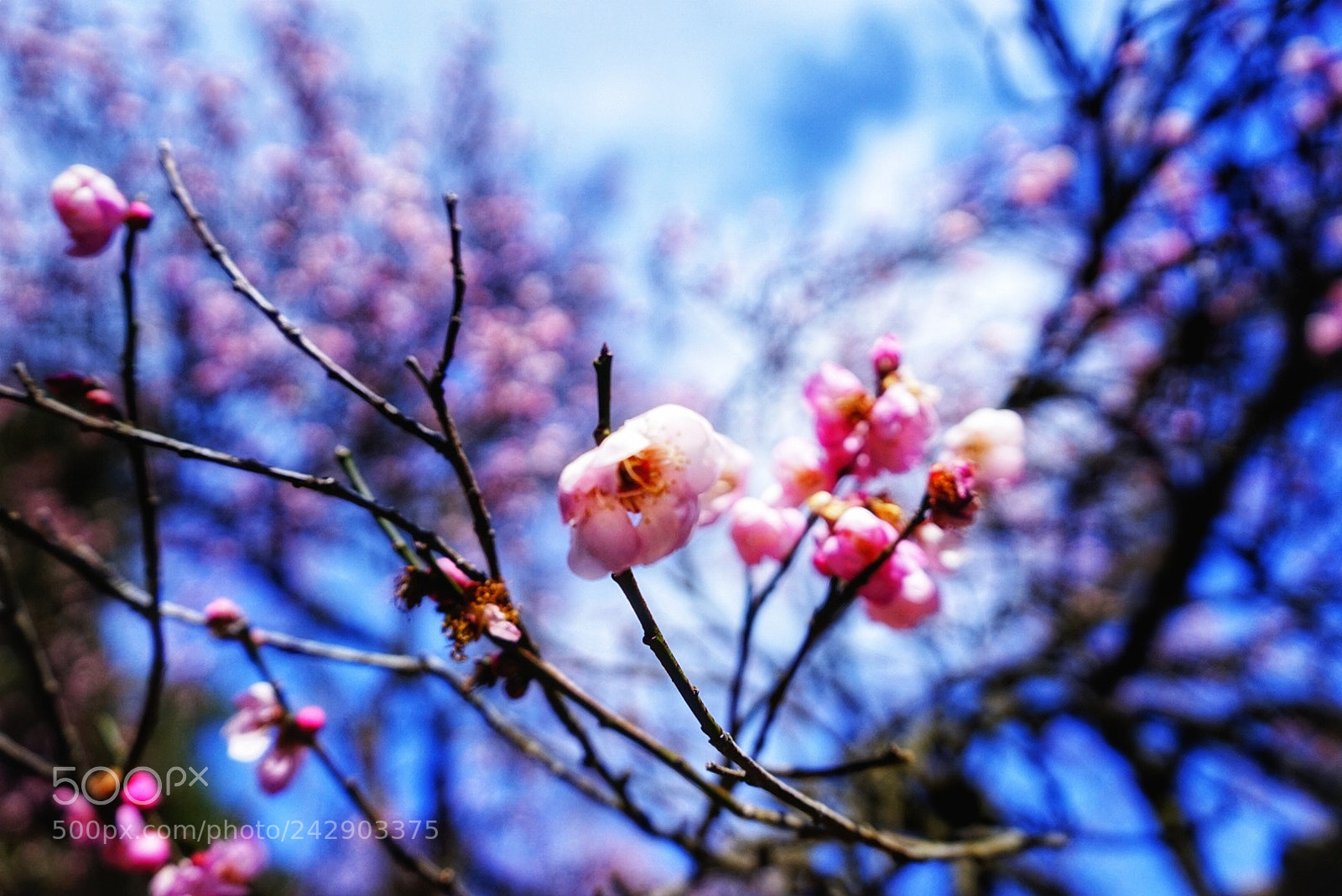 Sony a7 II sample photo. Untitled photography